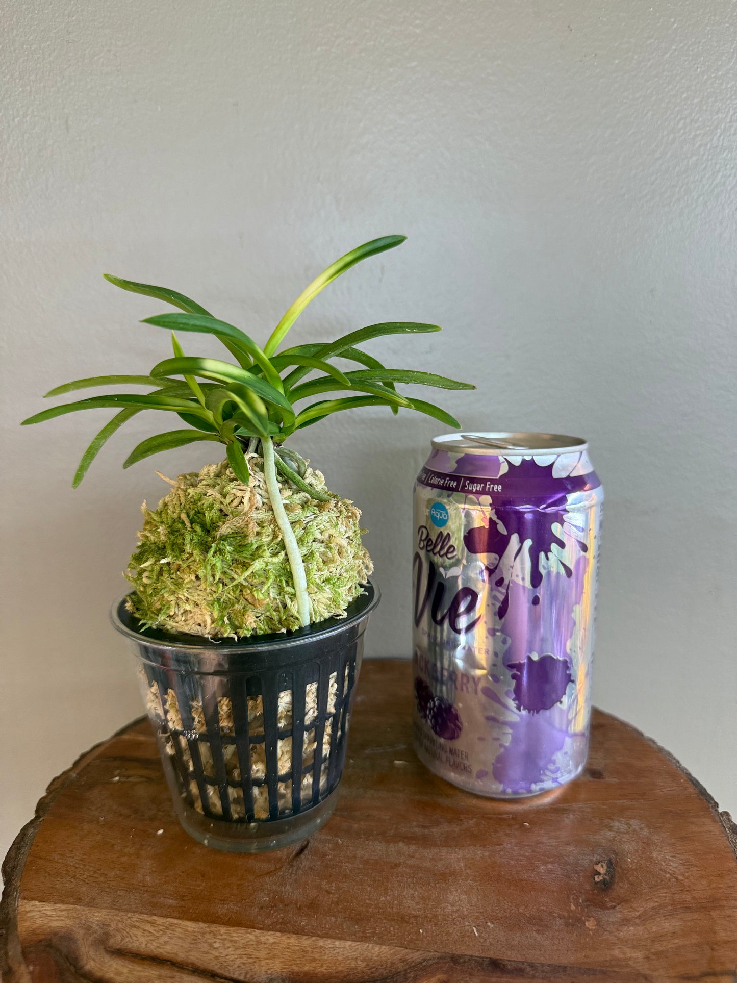 Neofinetia falcata Setsuza 雪山
