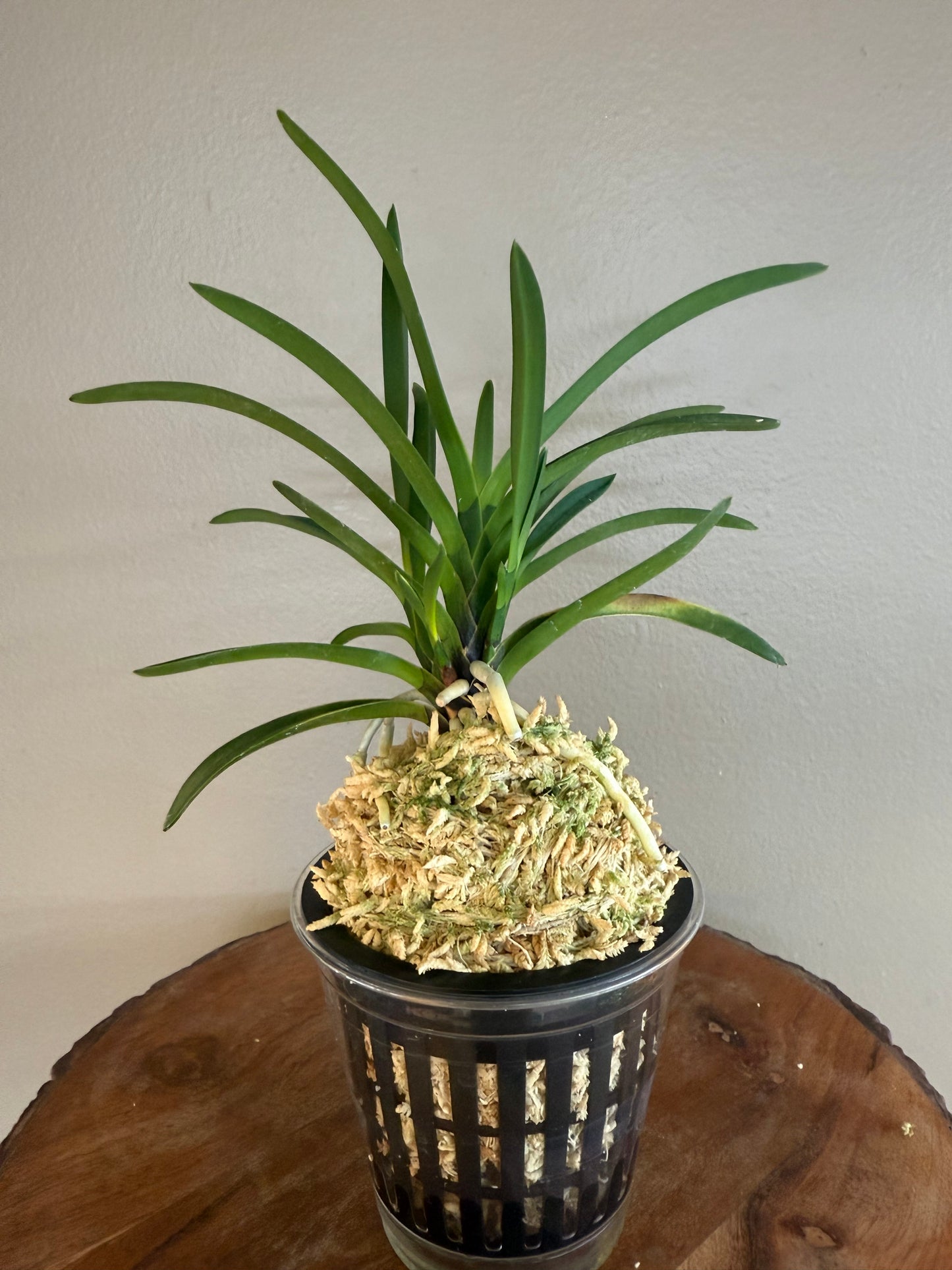 Neofinetia falcata Hokage 火影