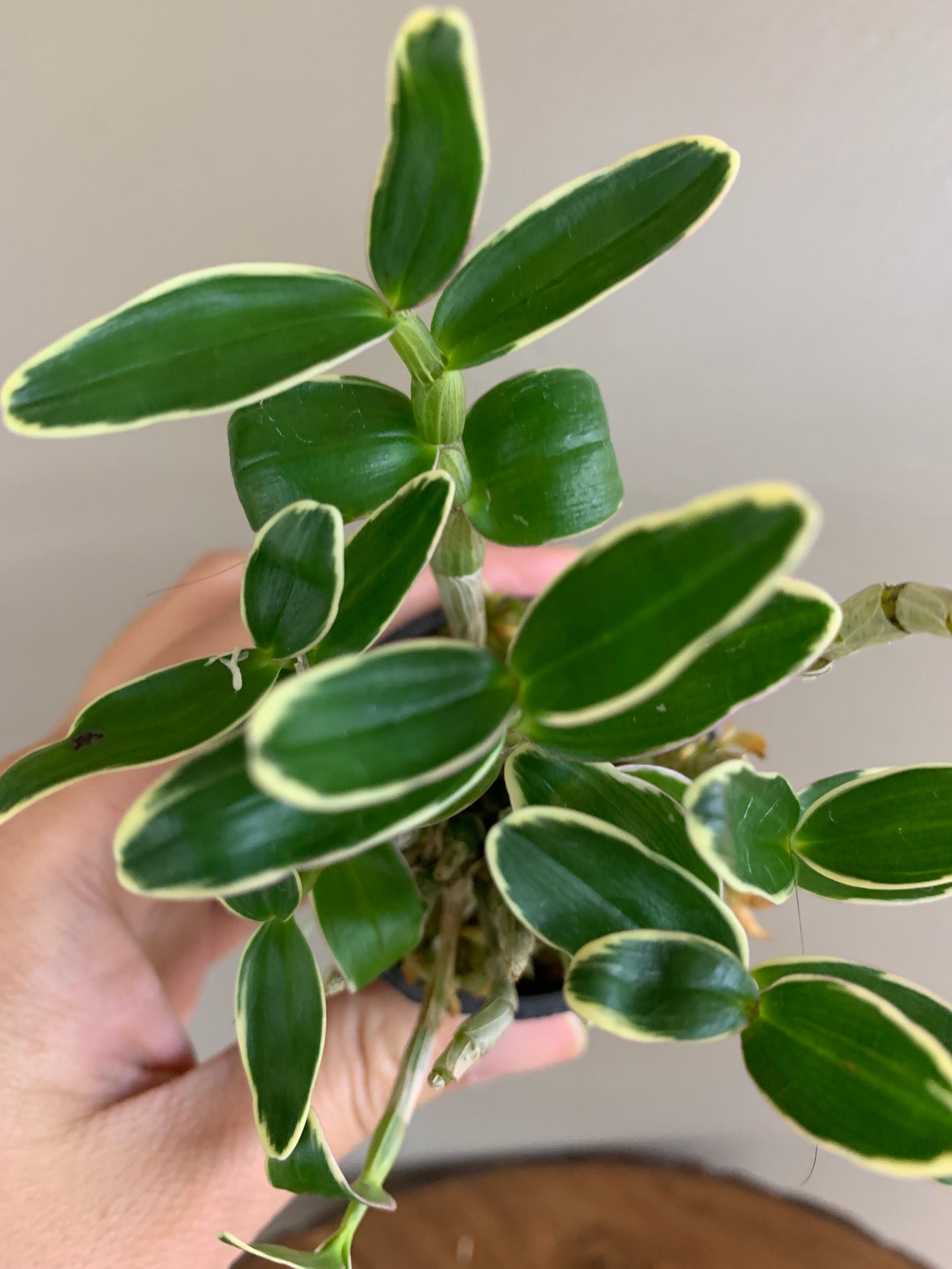 Dendrobium moniliforme Kyyoubeni fukurin 京紅冠