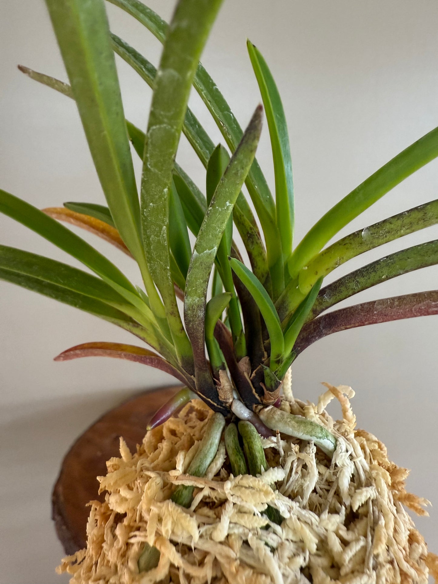 Neofinetia falcata 夕映 Yubae