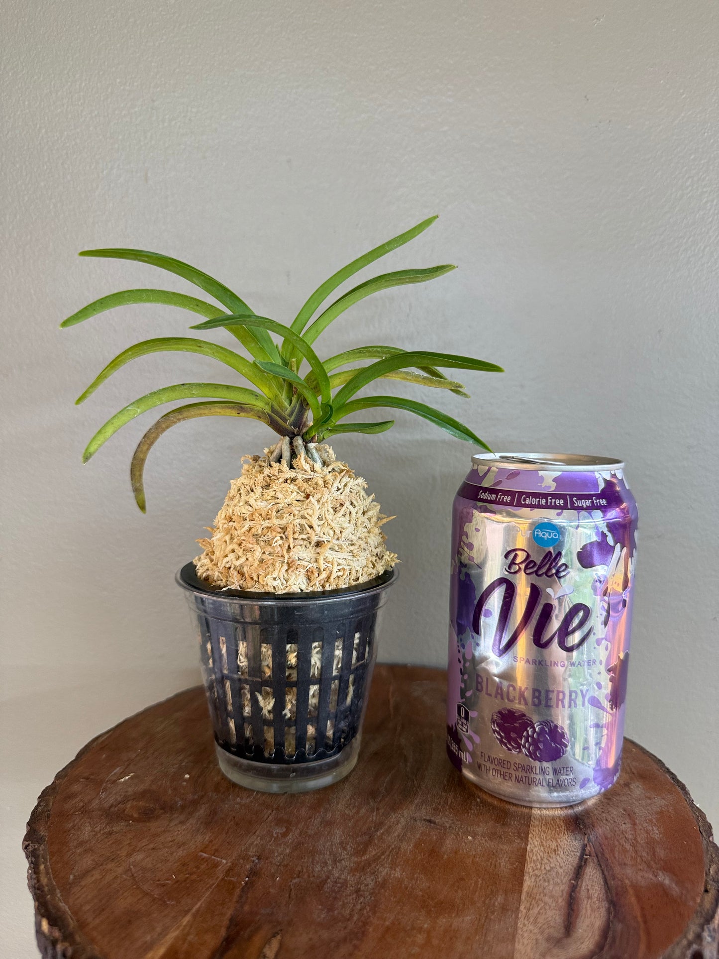 Neofinetia falcata Soubiryu 双尾龍