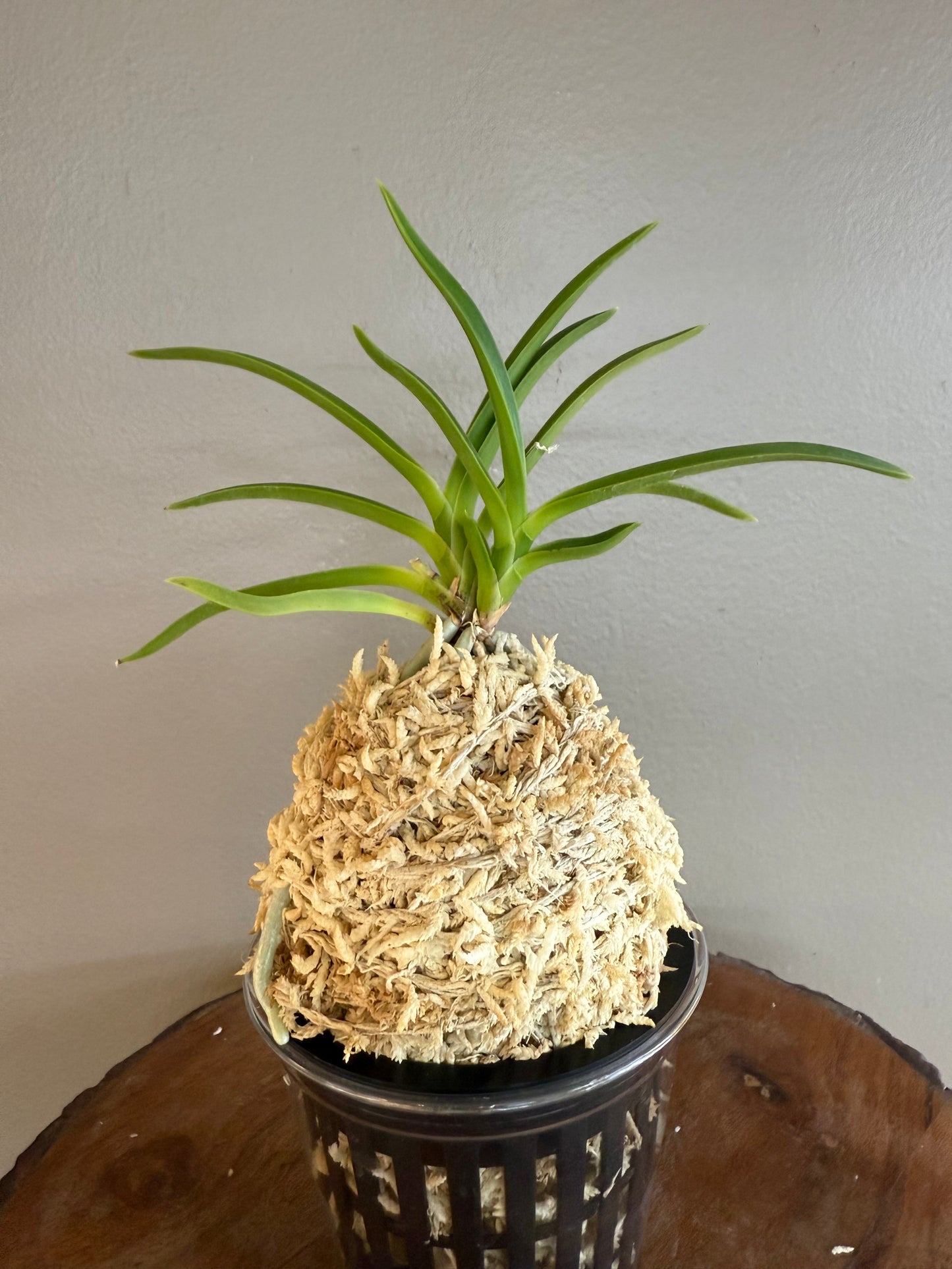 Neofinetia falcata Hwangjiyeon 黃池淵