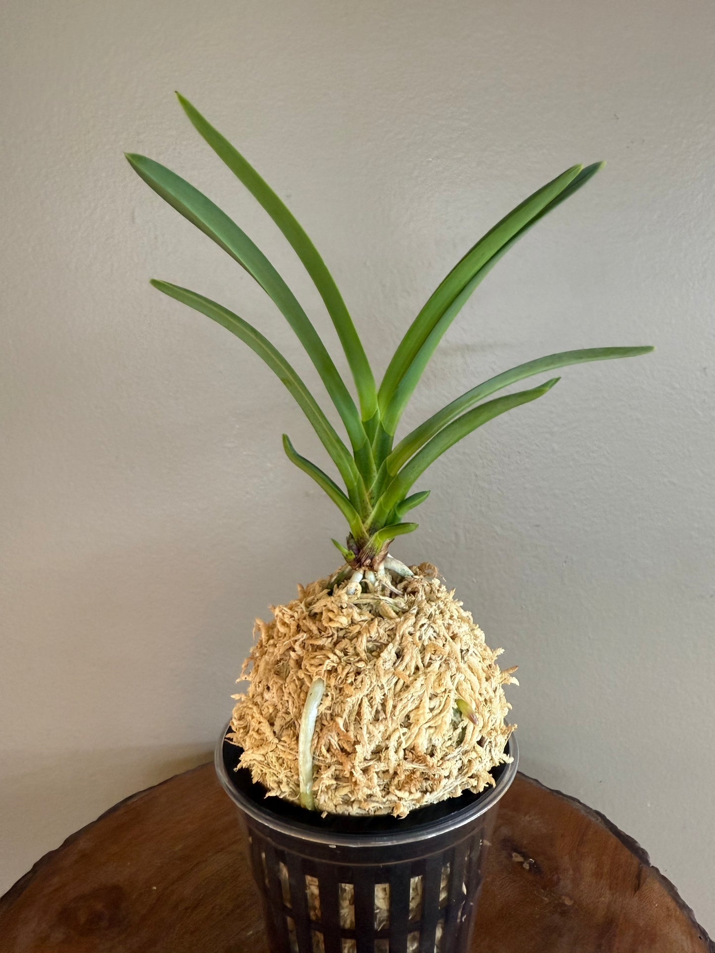 Neofinetia falcata Misukage 御簾影