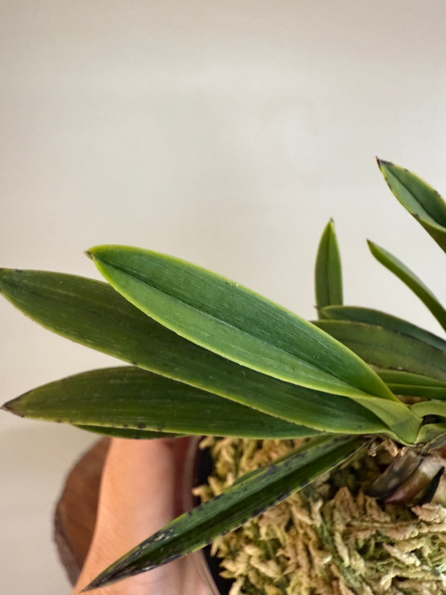 Neofinetia falcata Takaranoshi 宝熨斗