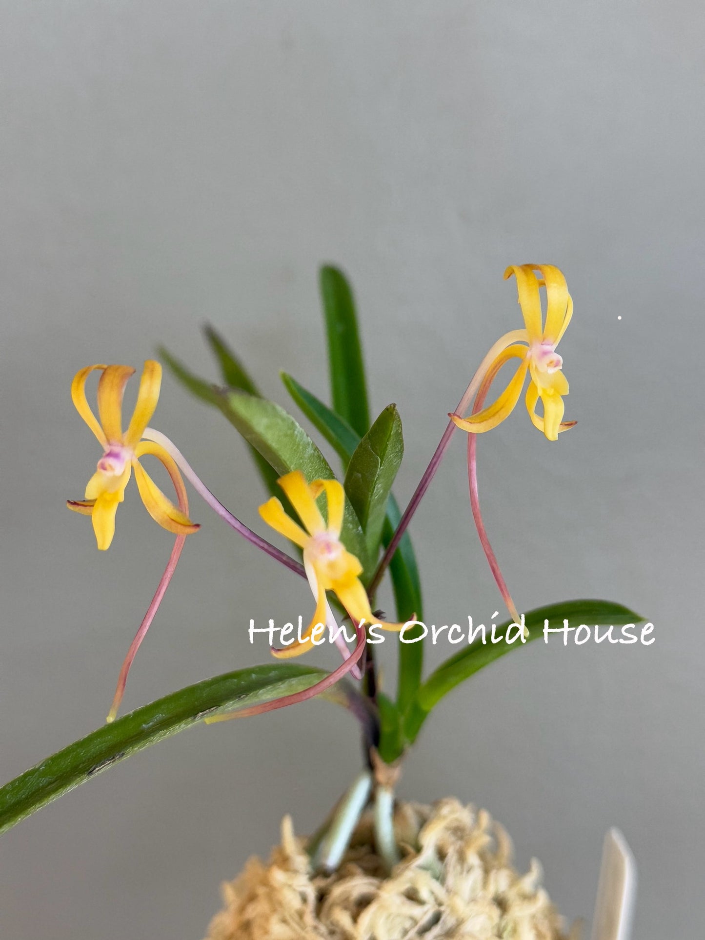 Neofinetia falcata 夕映 Yubae