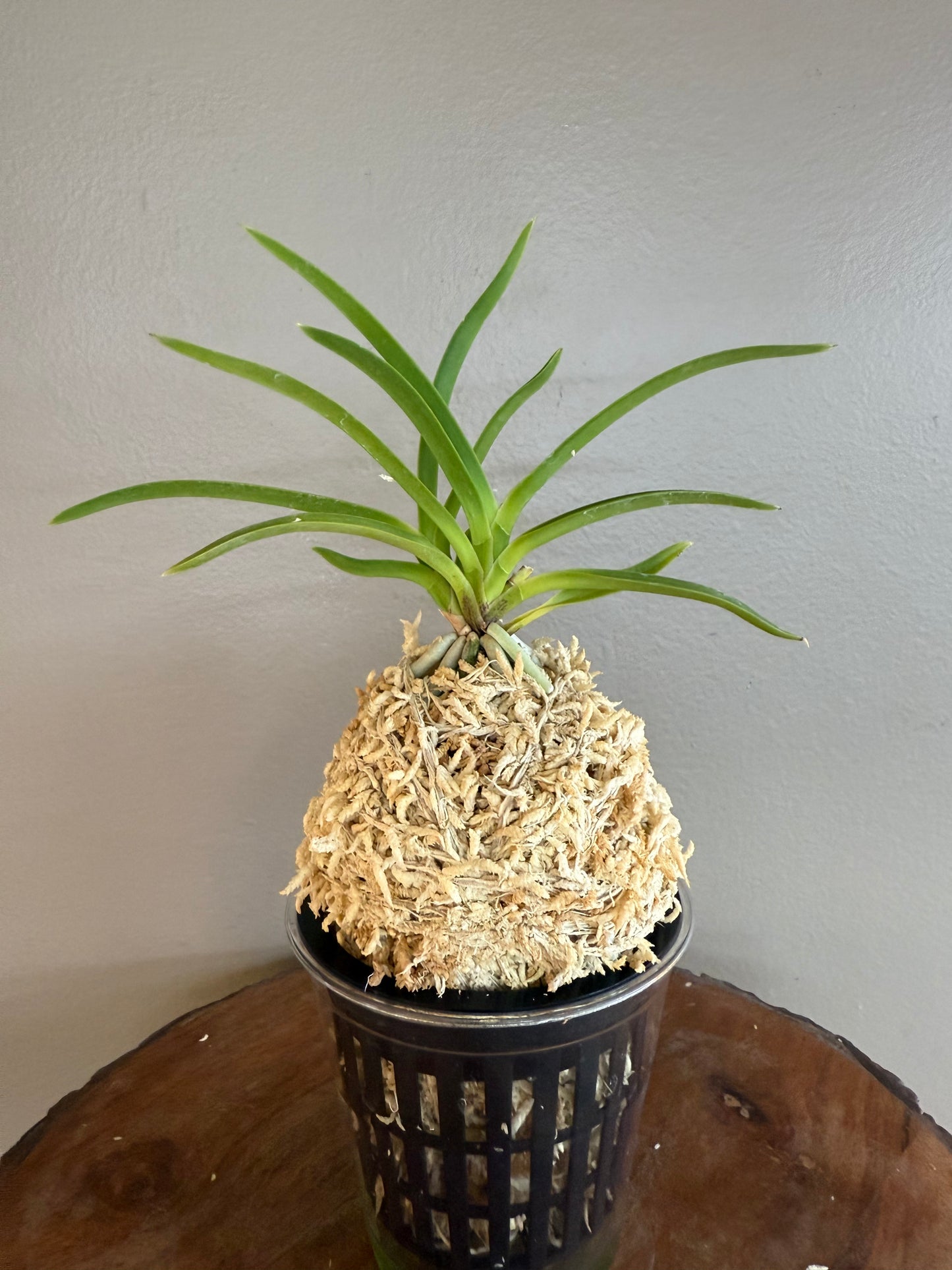 Neofinetia falcata Hwangjiyeon 黃池淵