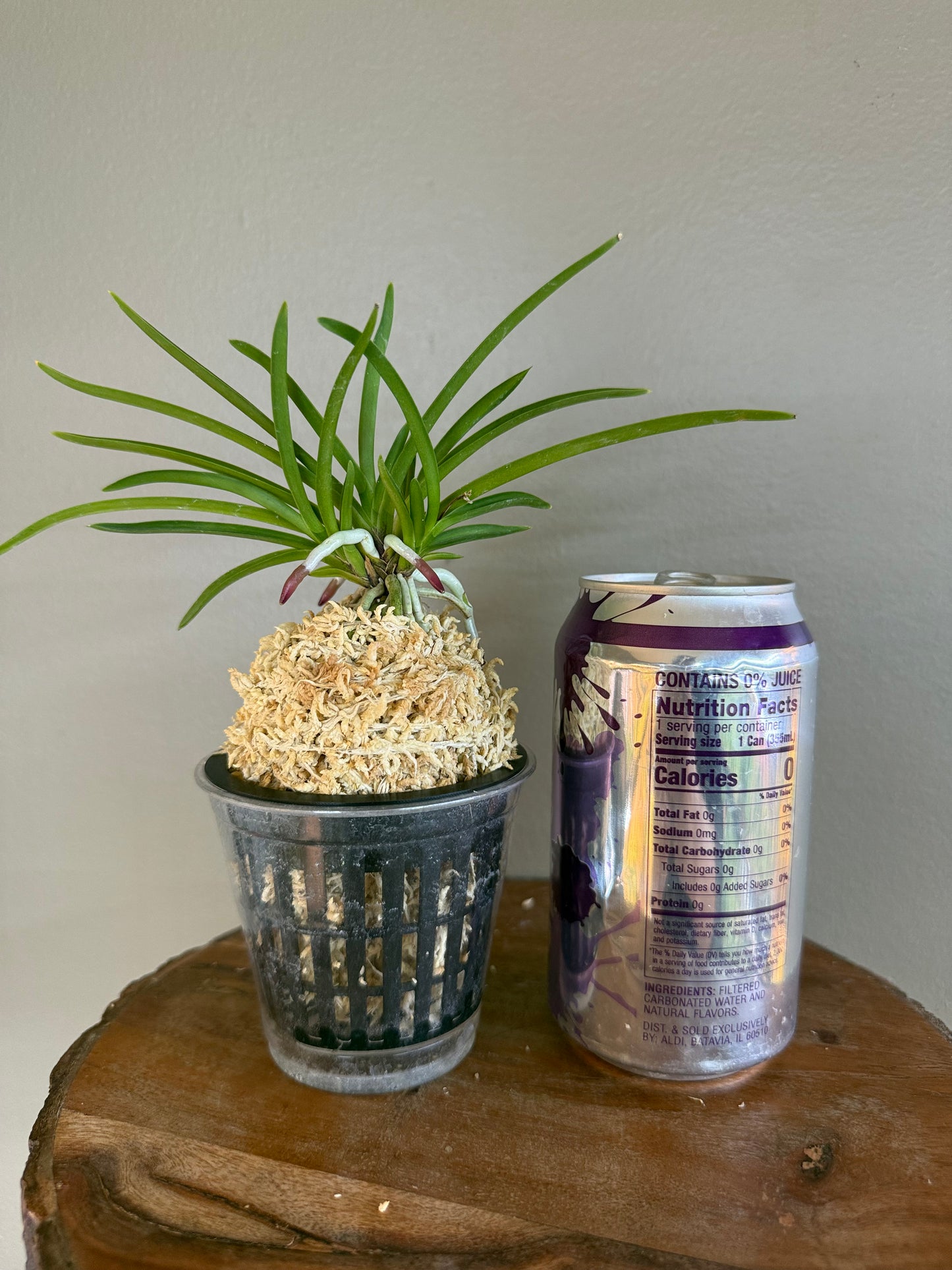 Neofinetia falcata Manjushage 曼珠沙華