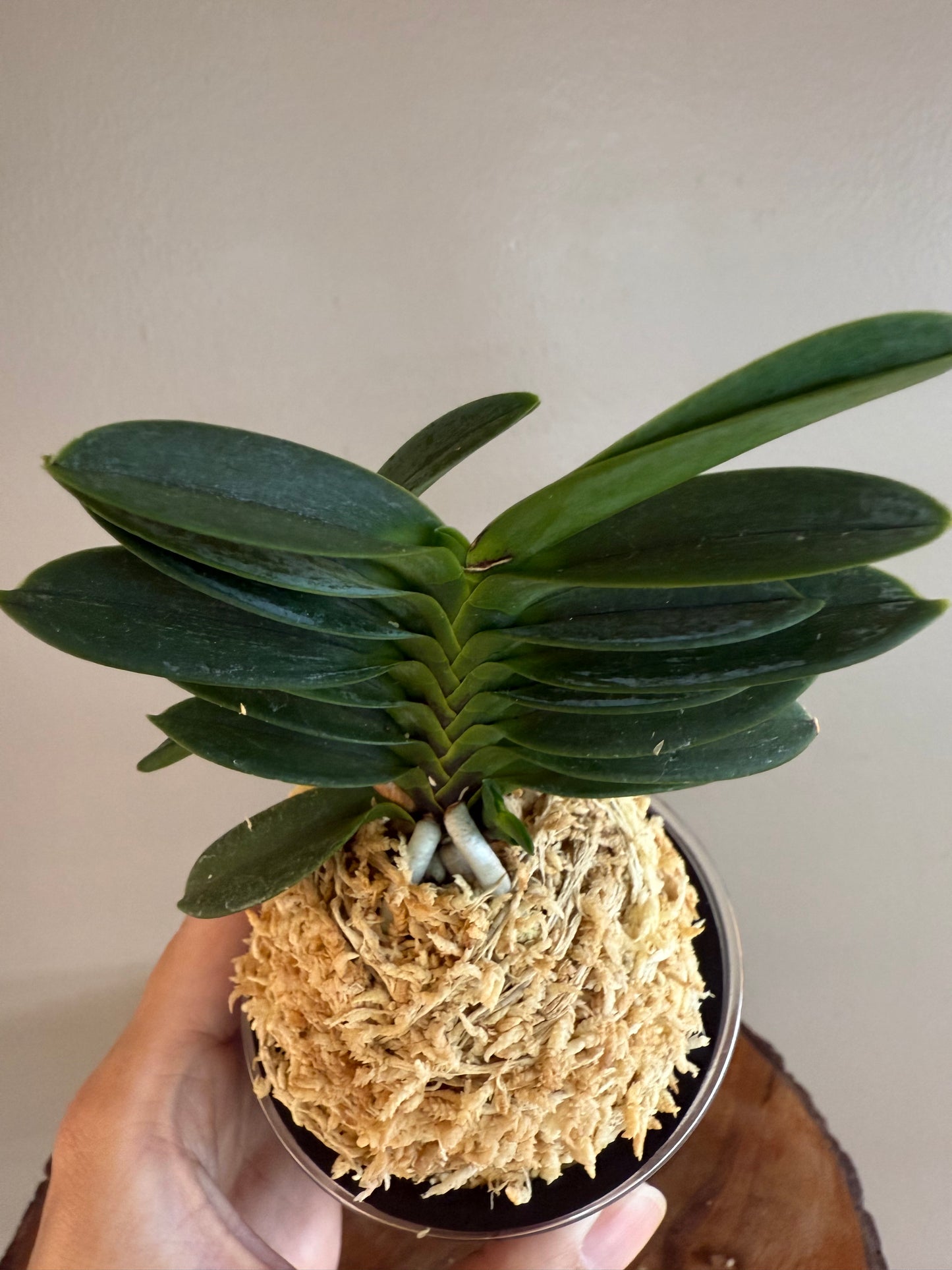 Neofinetia falcata Tamakongo 玉金剛