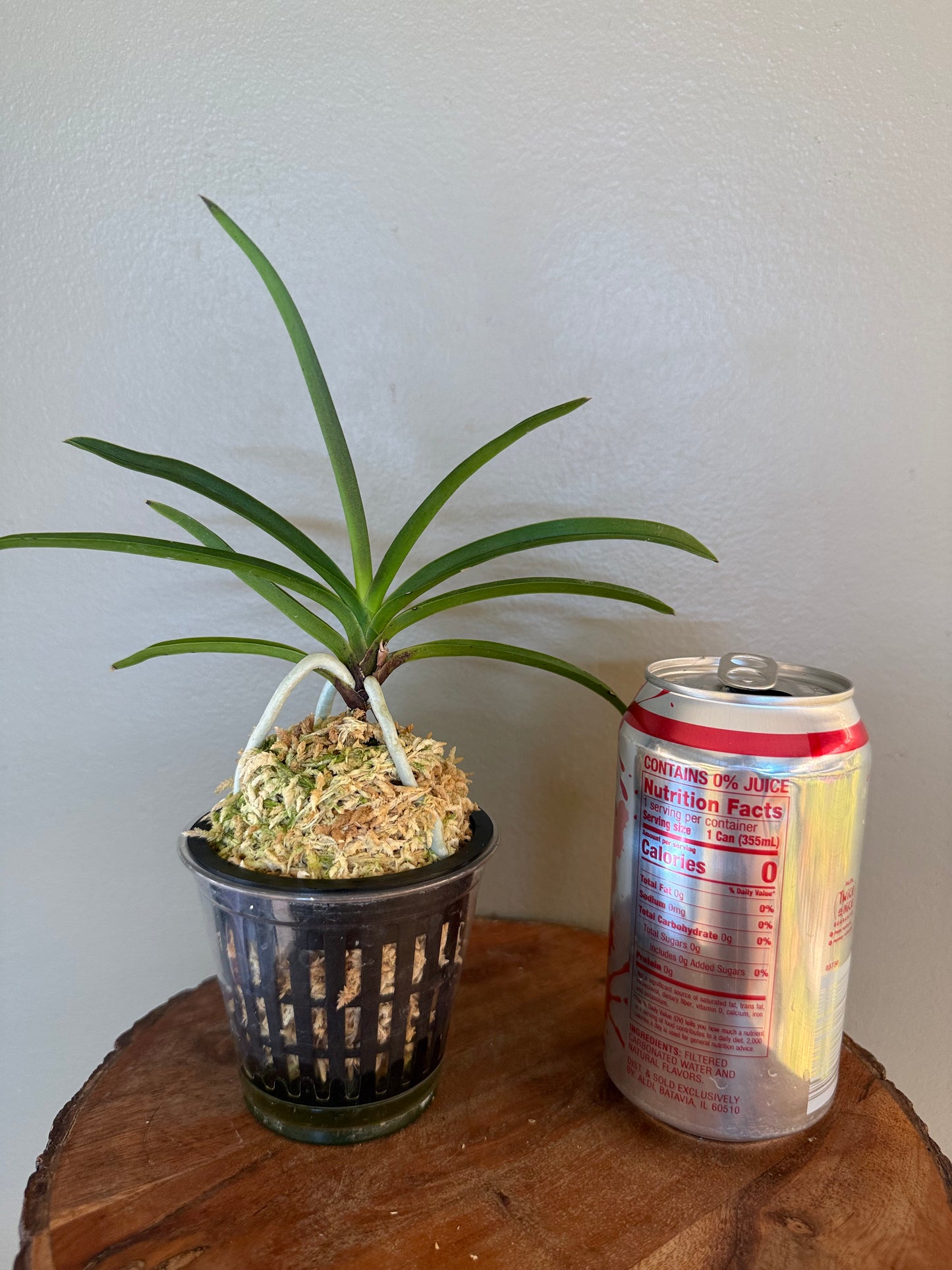 Neofinetia falcata Jahongseon (3spur)紫紅仙