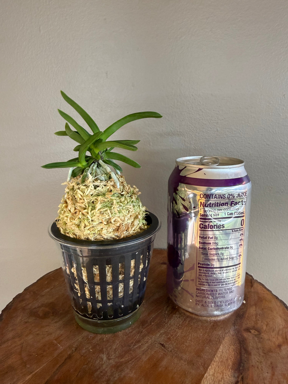 Neofinetia falcata Janggun 將軍