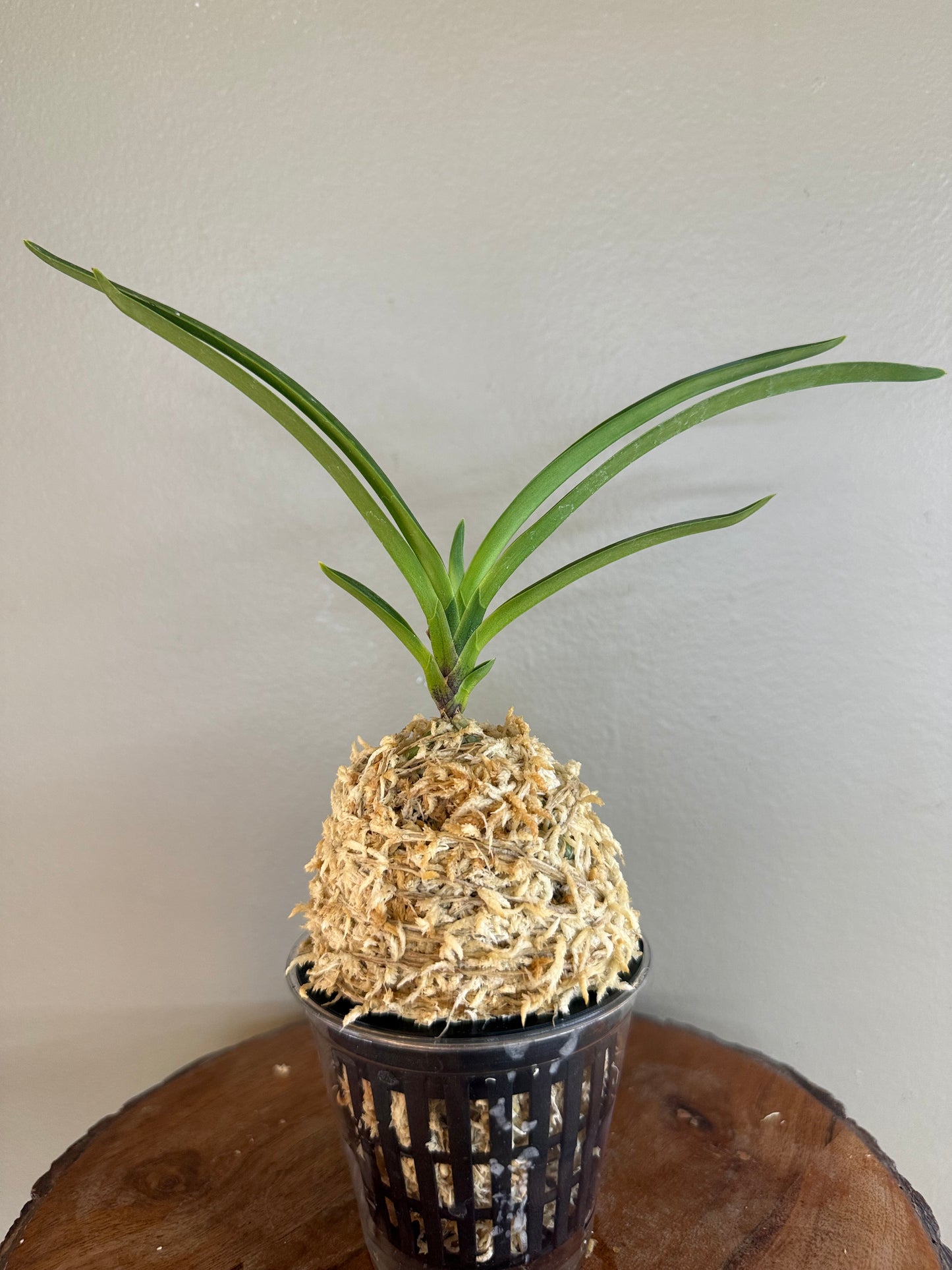 Neofinetia falcata Surugabotan 駿河牡丹