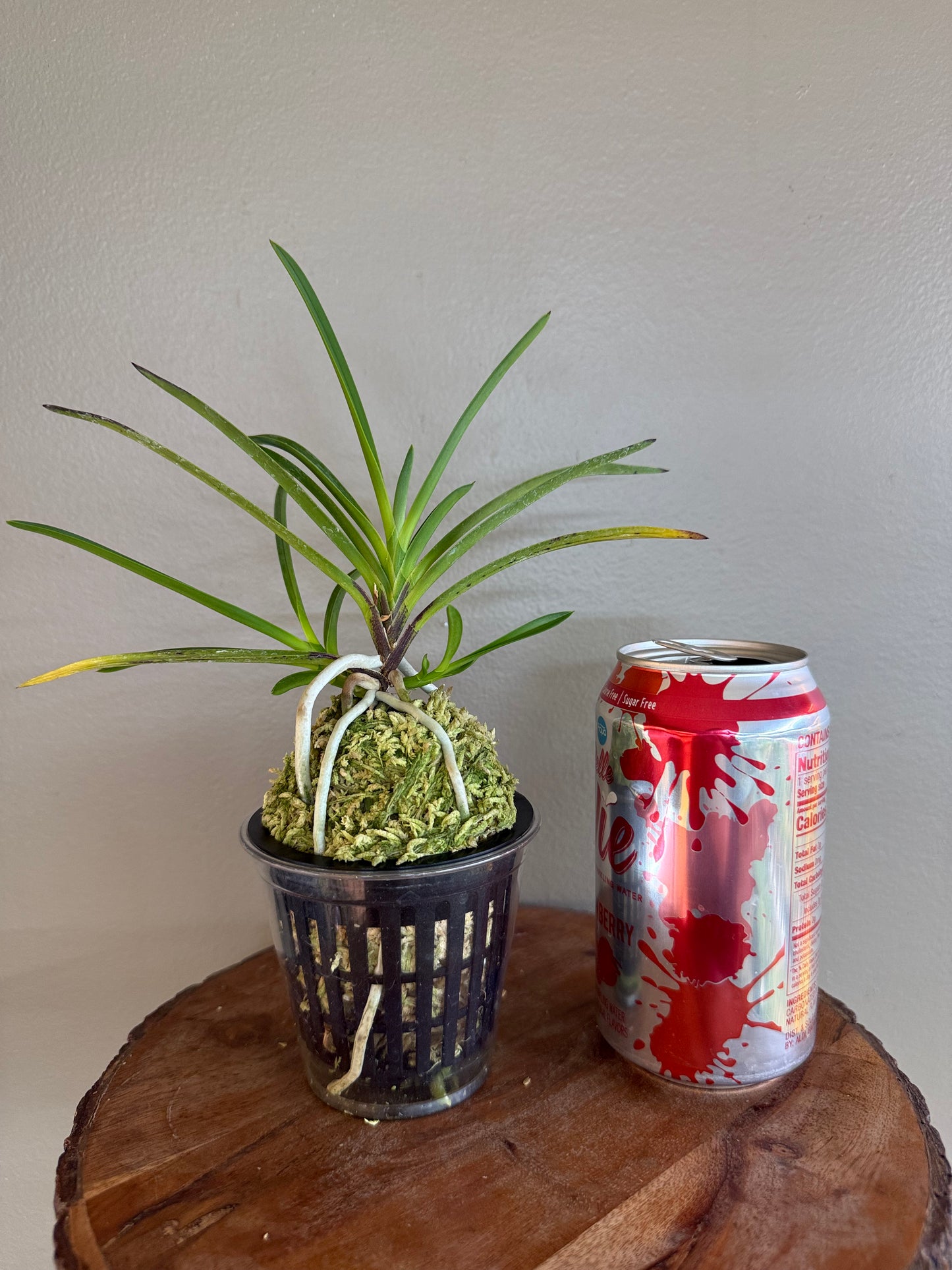 Neofinetia falcata Samjiyeon 三池淵
