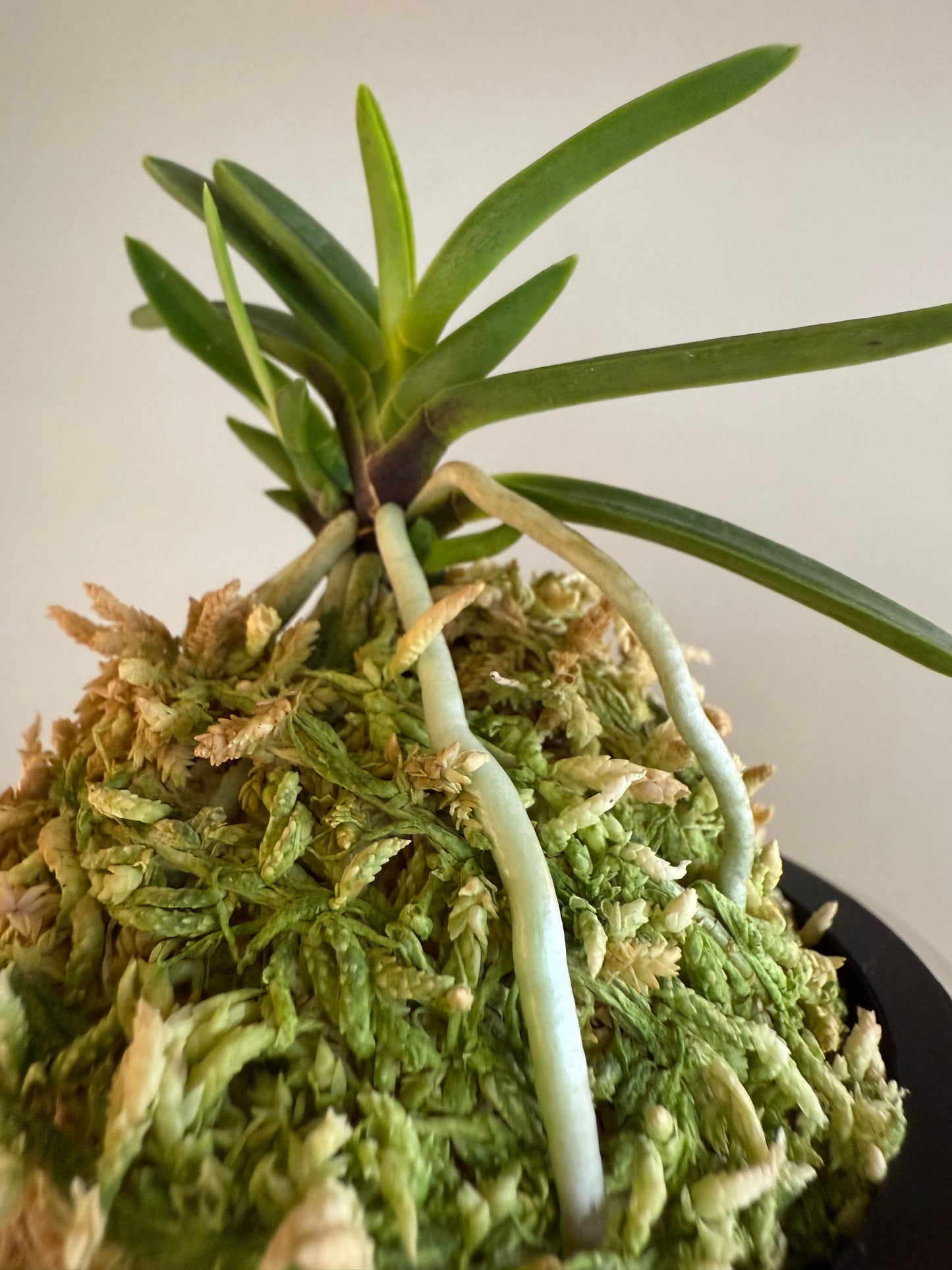 Neofinetia falcata Akogare 憧