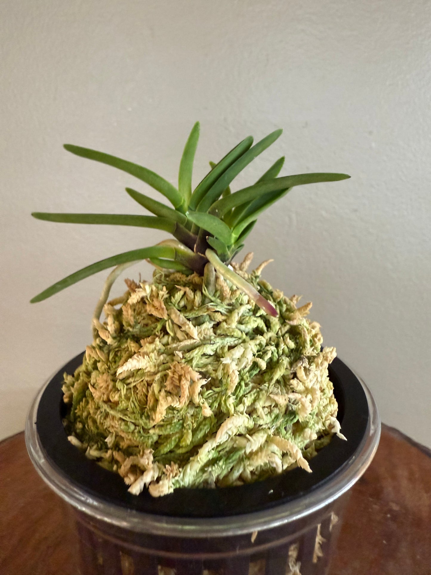 Neofinetia falcata Akogare 憧