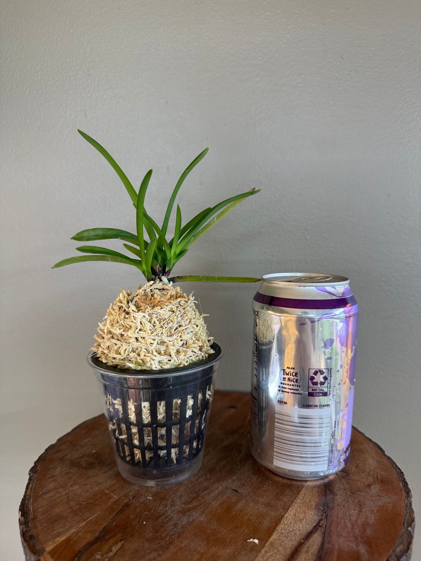 Neofinetia falcata Shutenno 朱天王