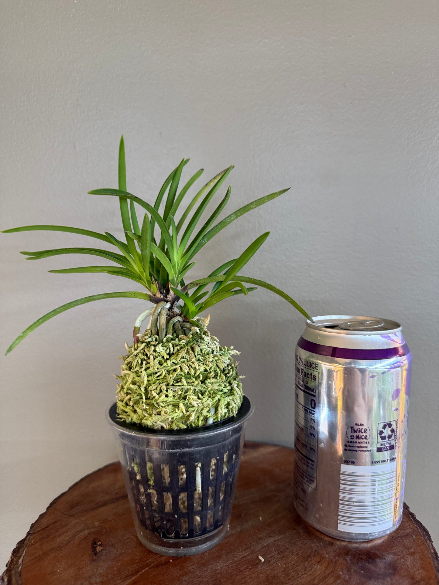 Neofinetia falcata Shunkyuden 春及殿