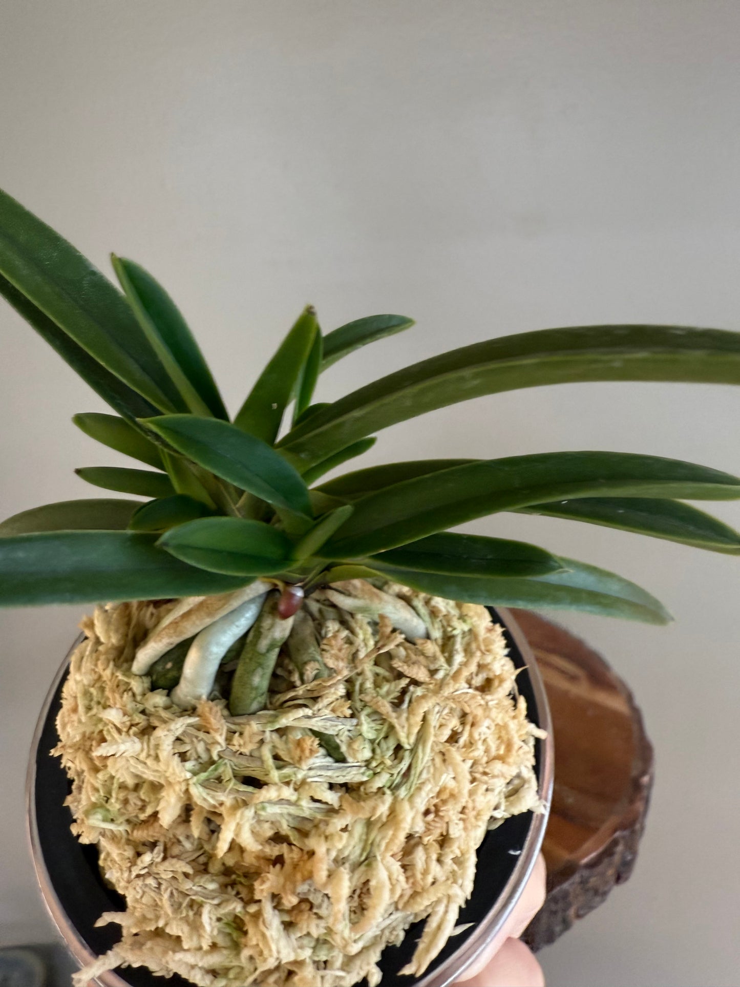 Neofinetia falcata Honghyeon 紅玄