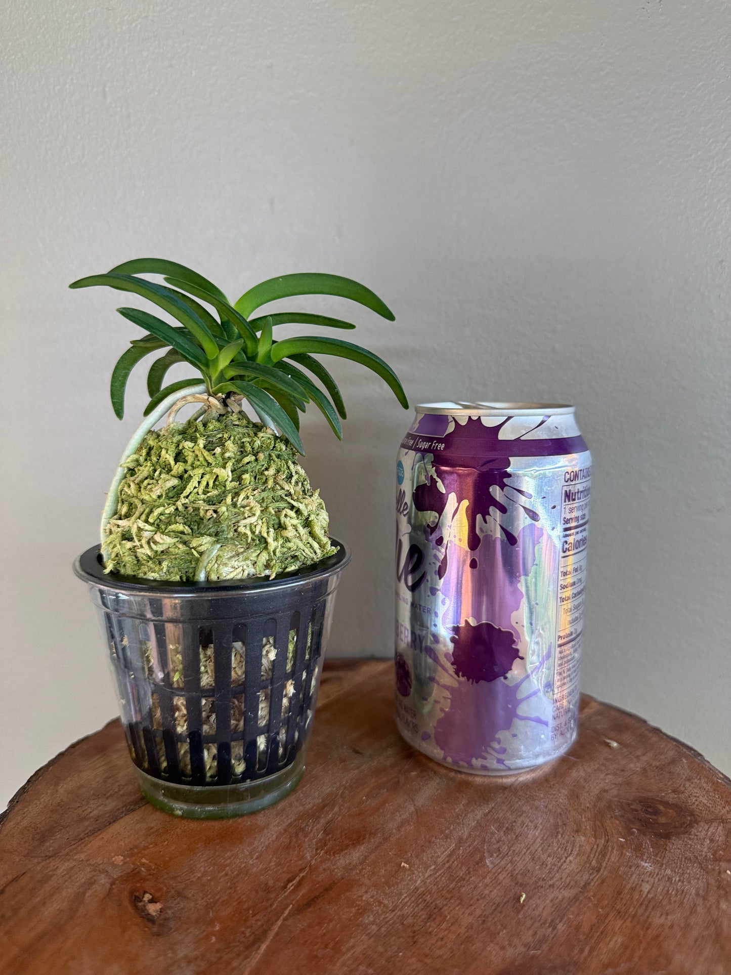 Neofinetia falcata Suikaden 翠華殿