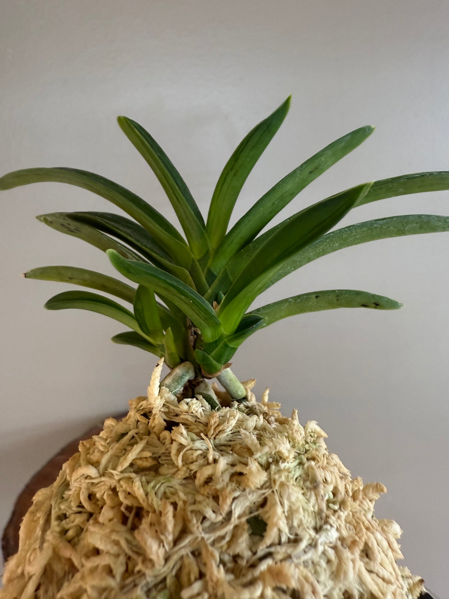 Neofinetia falcata Suminagashi 墨流