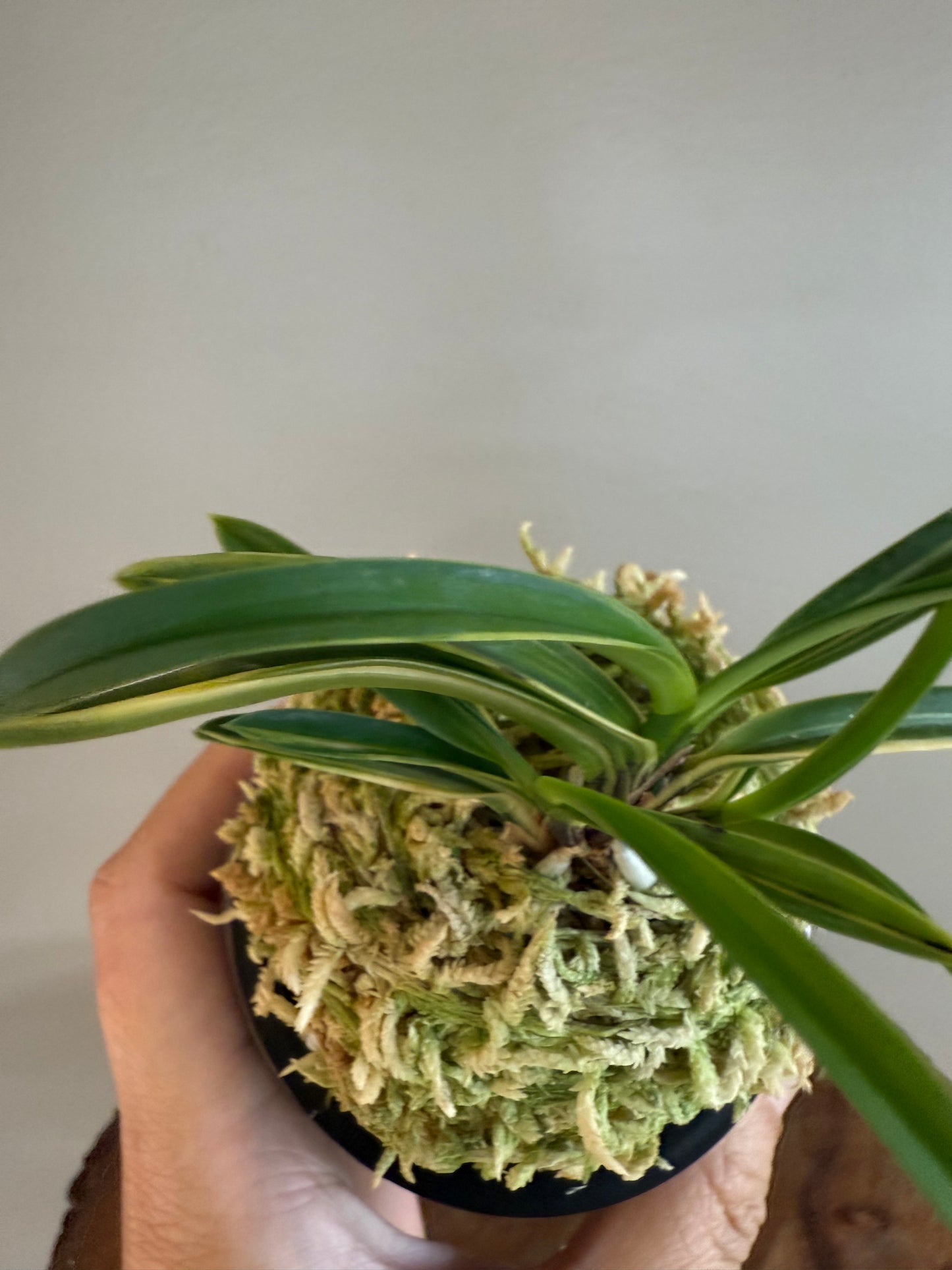 Neofinetia falcata Yaegoromo 八重衣