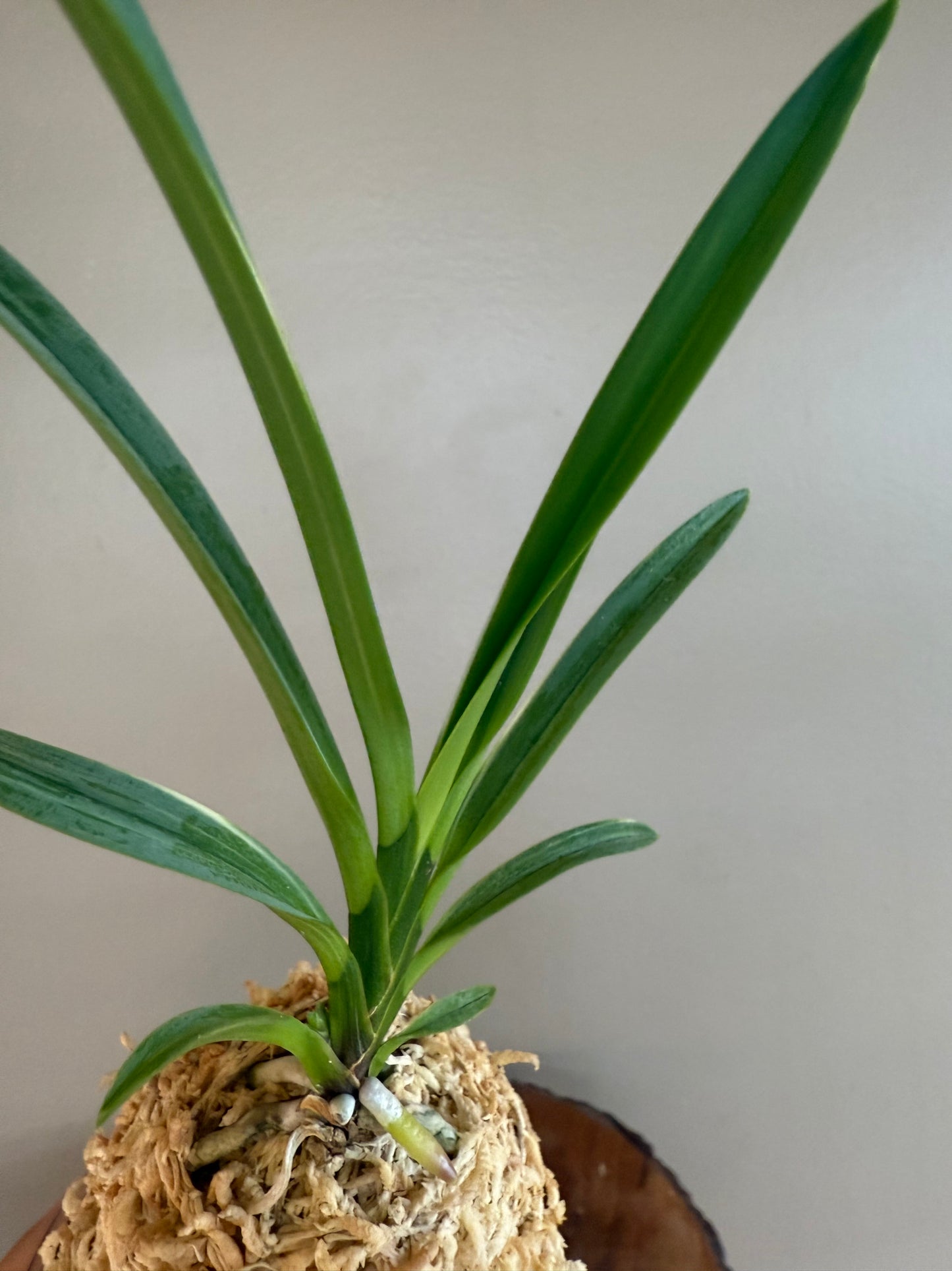 Neofinetia falcata Nishiryonishiki 西凌錦