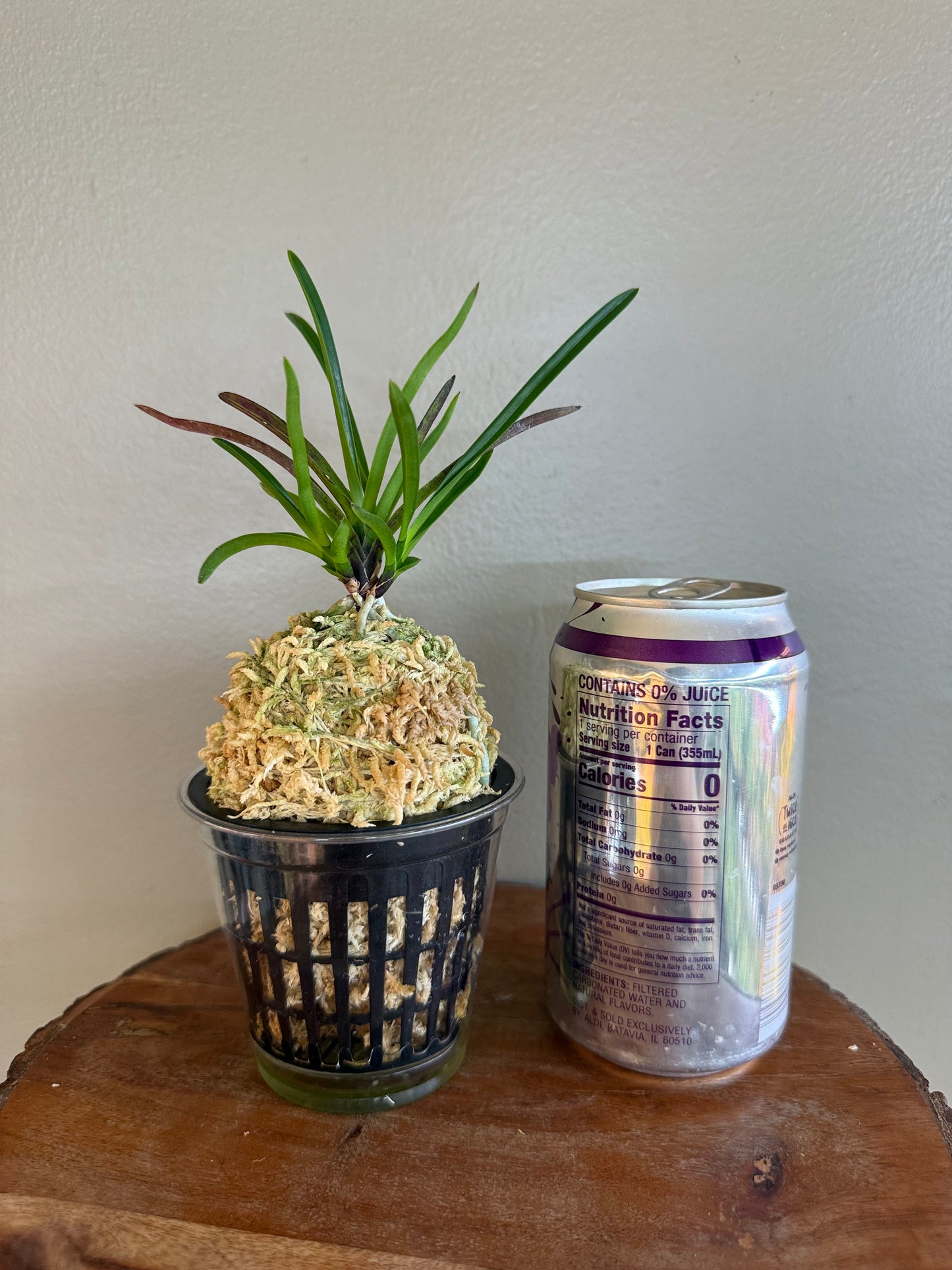 Neofinetia falcata 夕映 Yubae