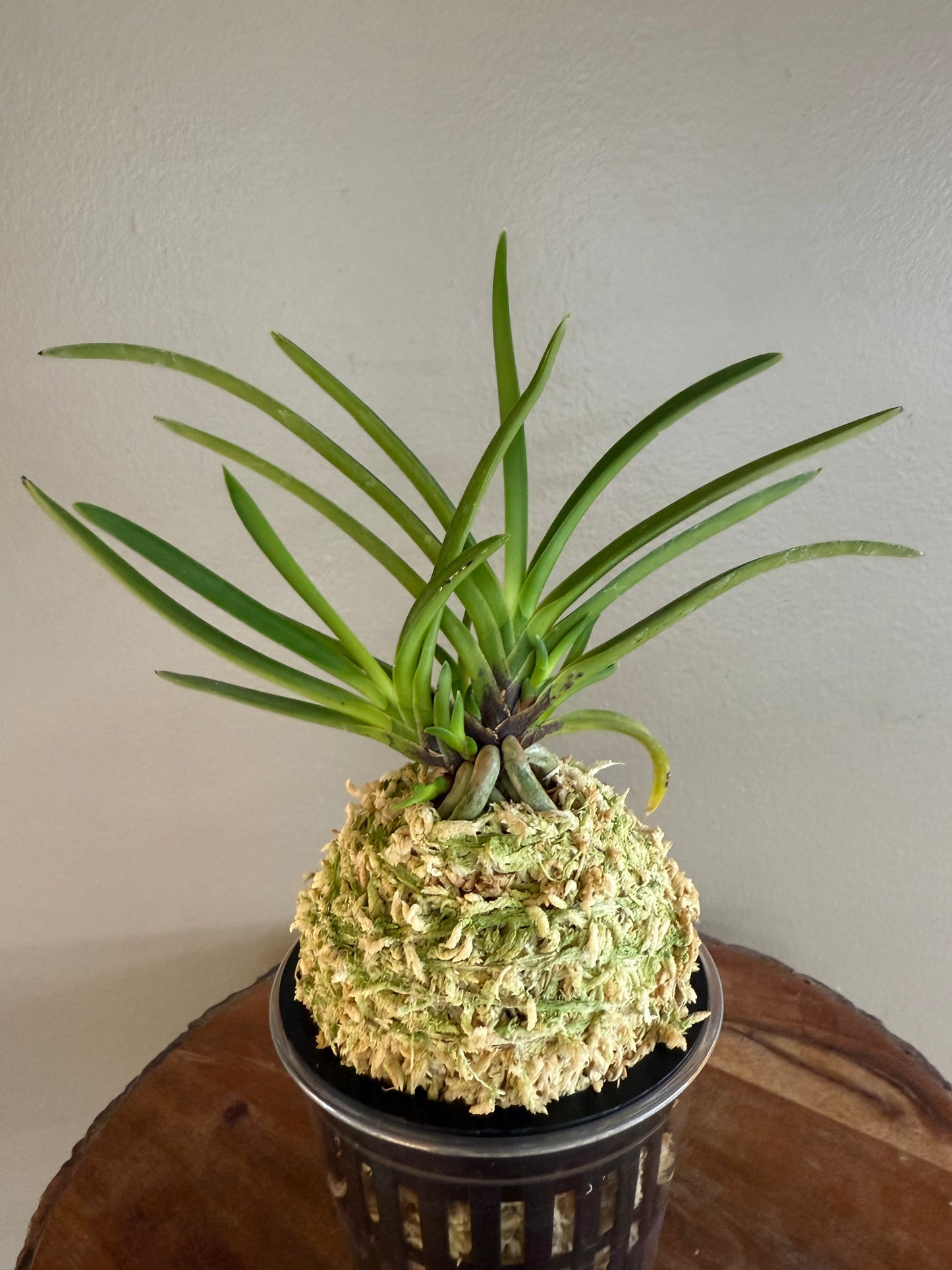 Neofinetia falcata Shunkyuden 春及殿