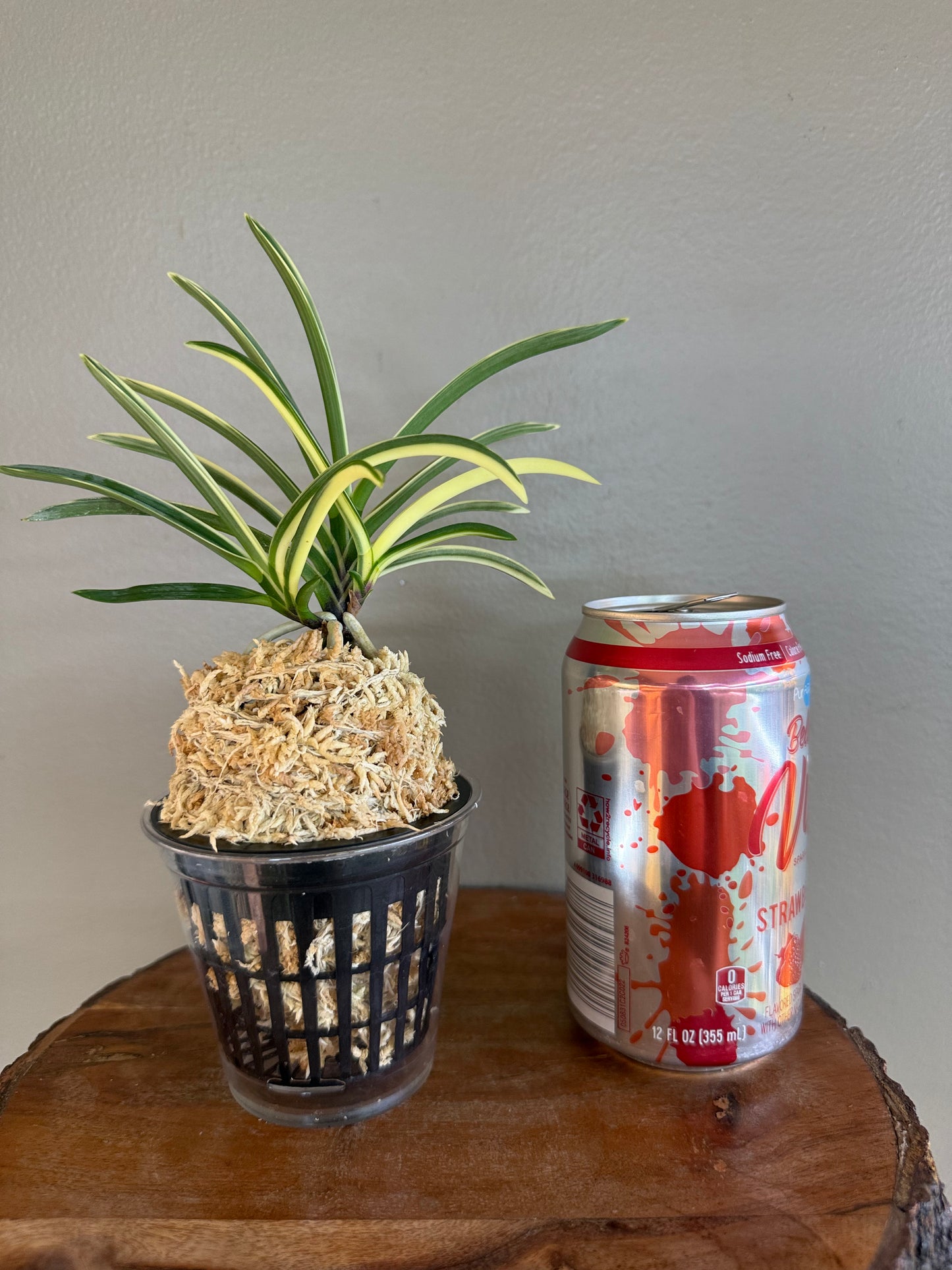 Neofinetia falcata Hongyeon 紅宴