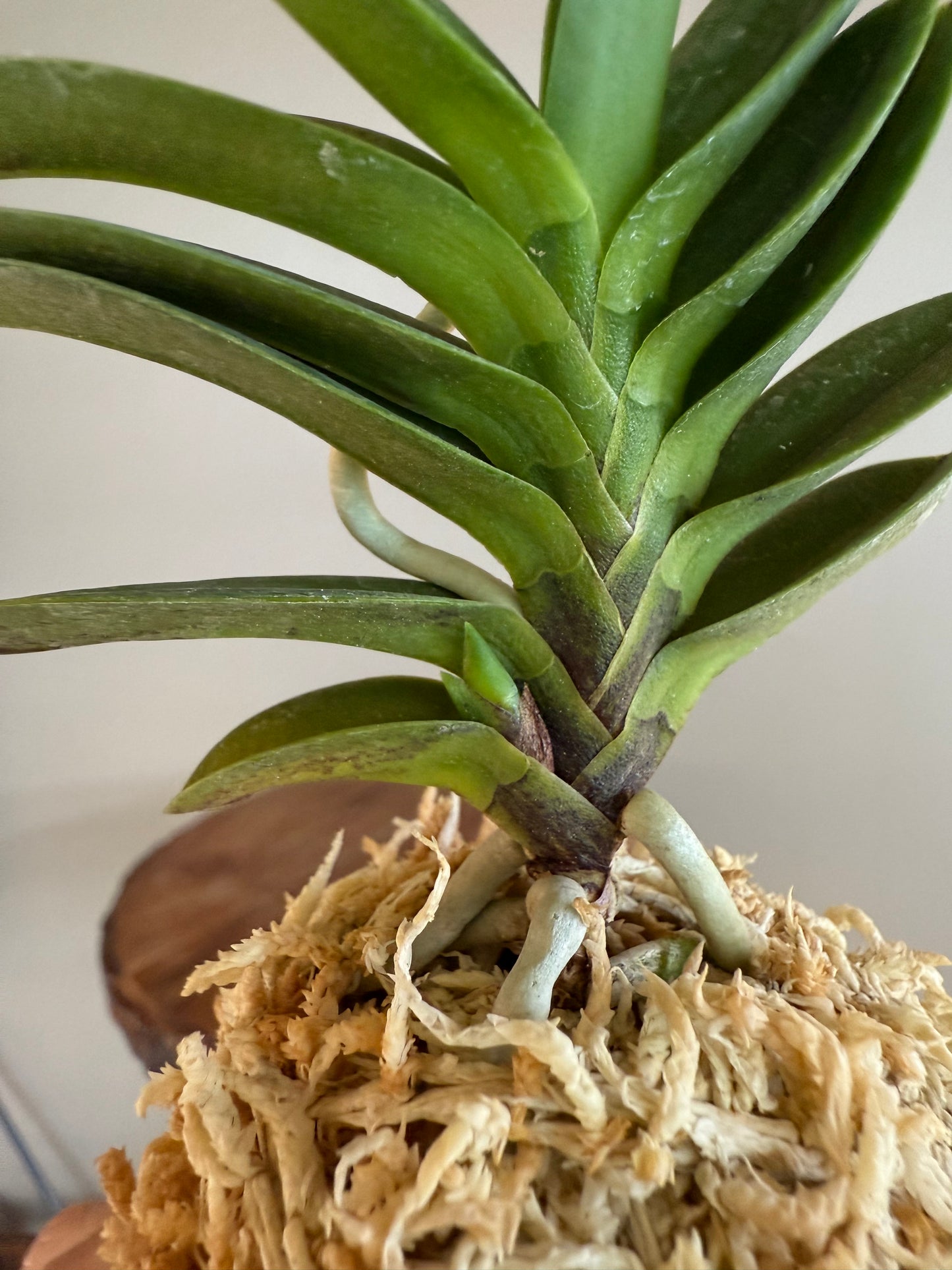 Neofinetia falcata Tengyokuho 天玉宝