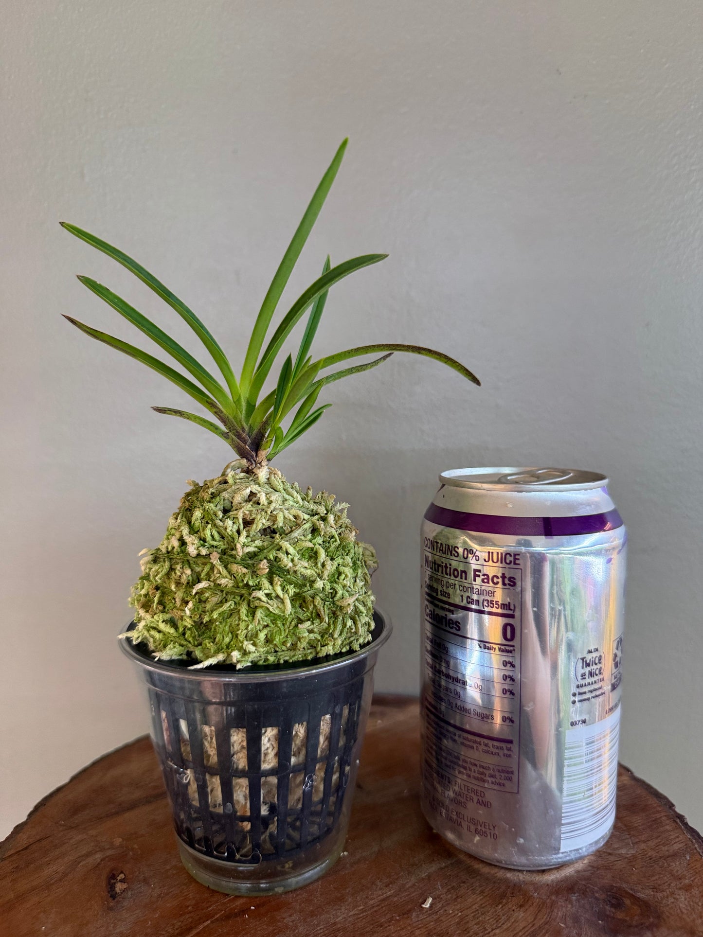 Neofinetia falcata Shunkyuden 春及殿