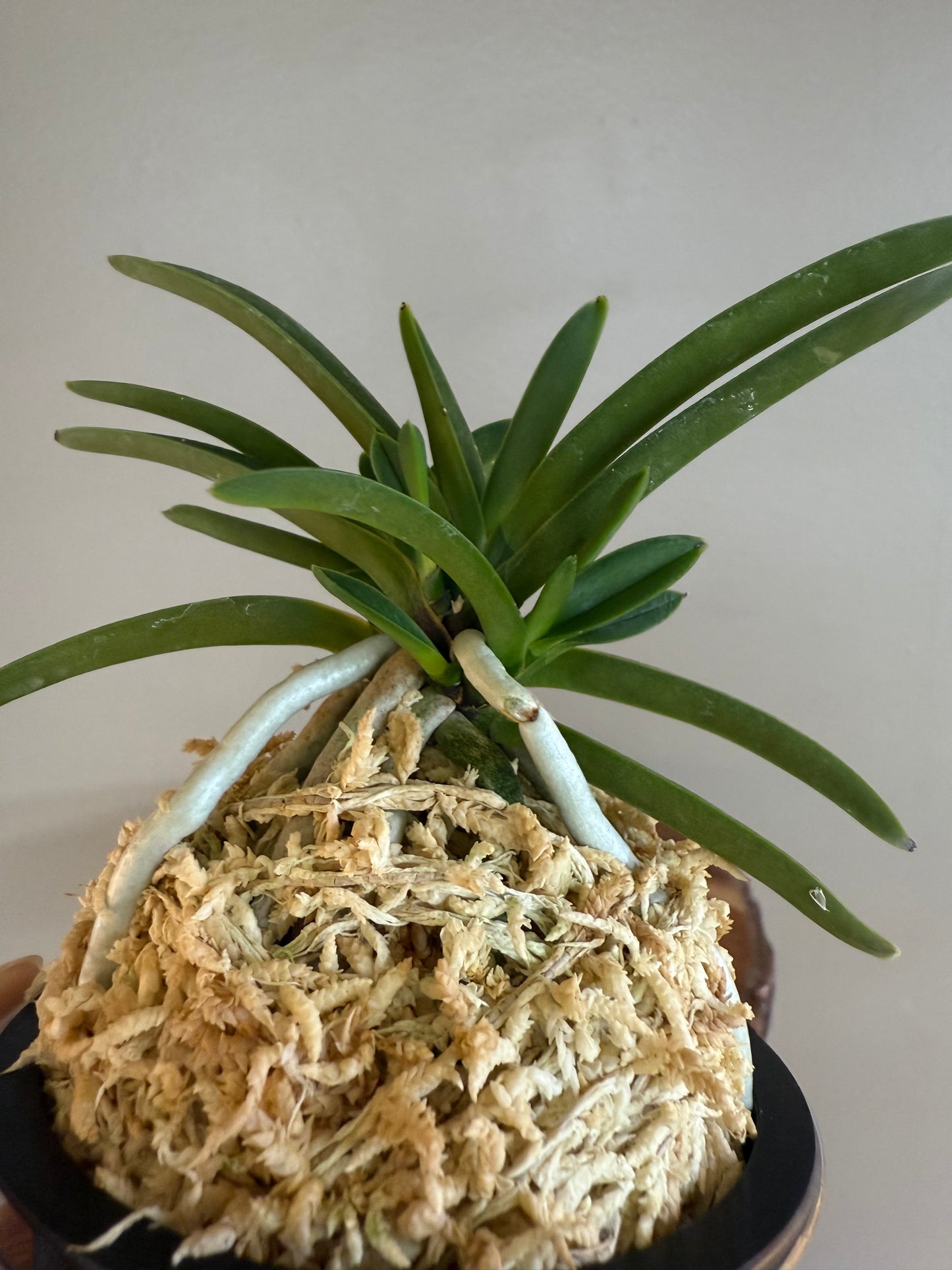 Neofinetia falcata Honghyeon 紅玄