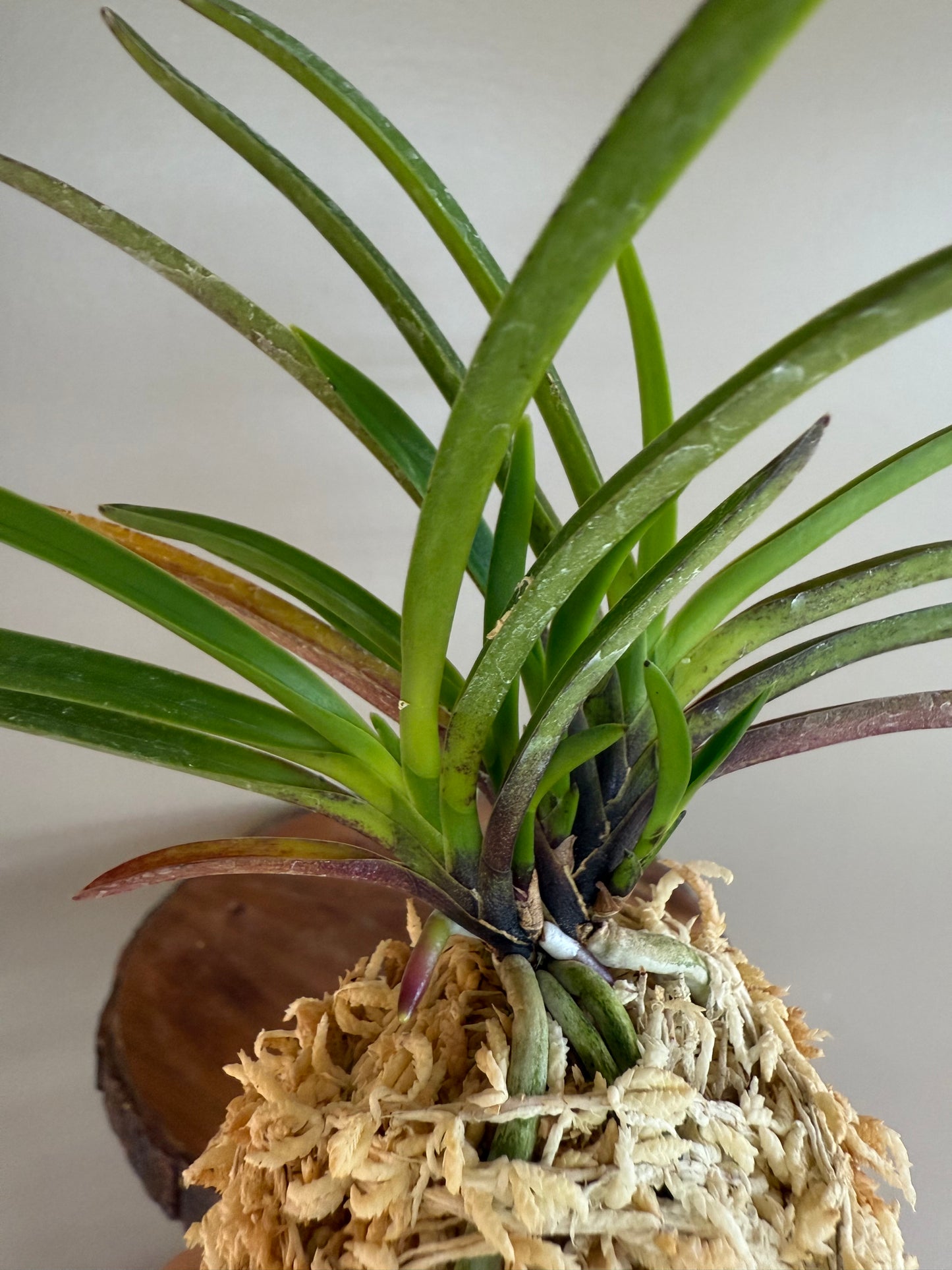 Neofinetia falcata 夕映 Yubae
