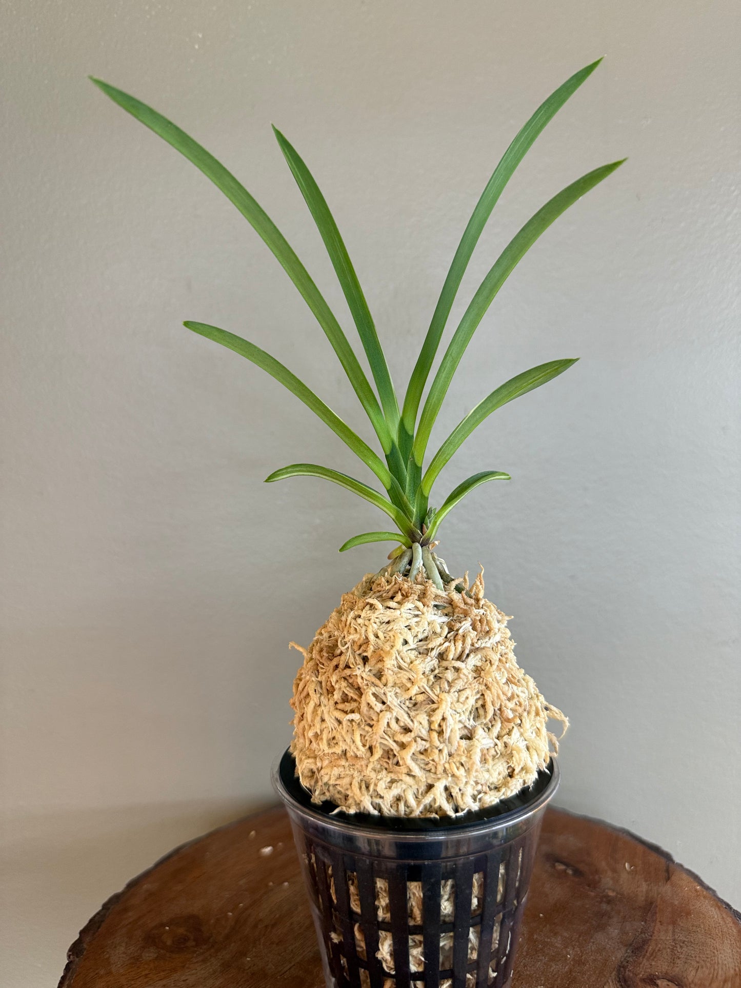 Neofinetia falcata Nishiryonishiki 西凌錦