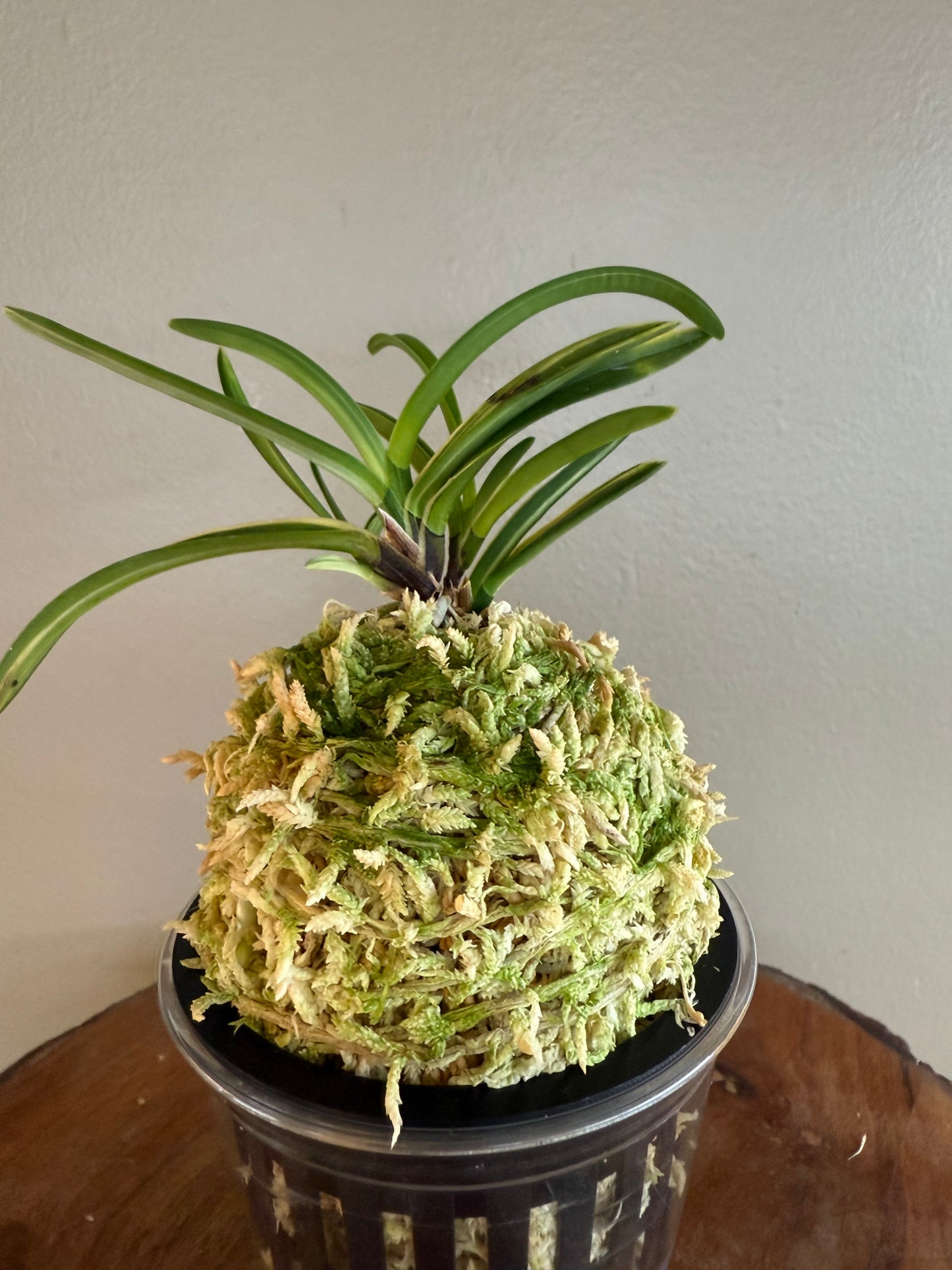 Neofinetia falcata Yaegoromo 八重衣