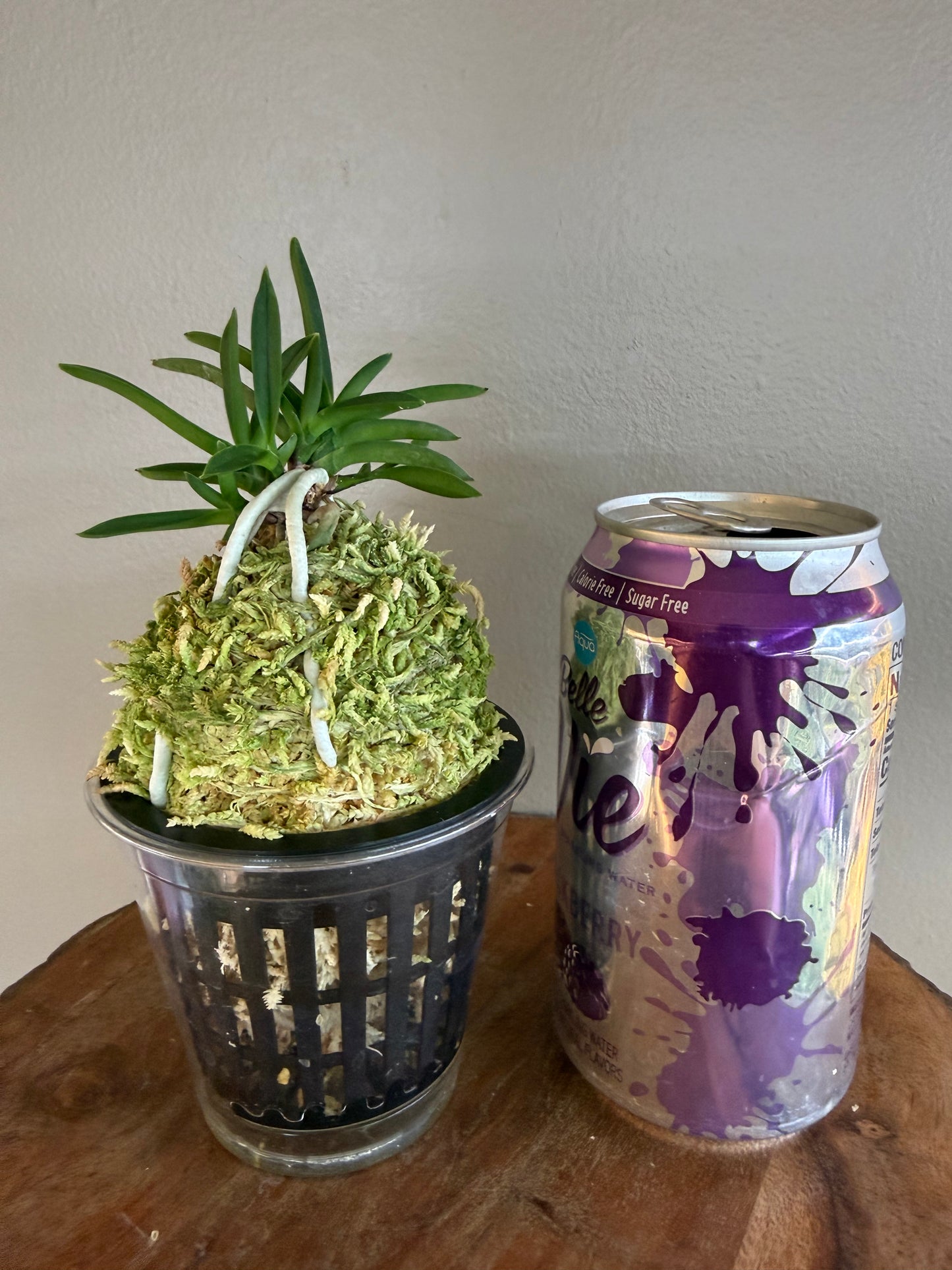 Neofinetia falcata Raizan 雷山
