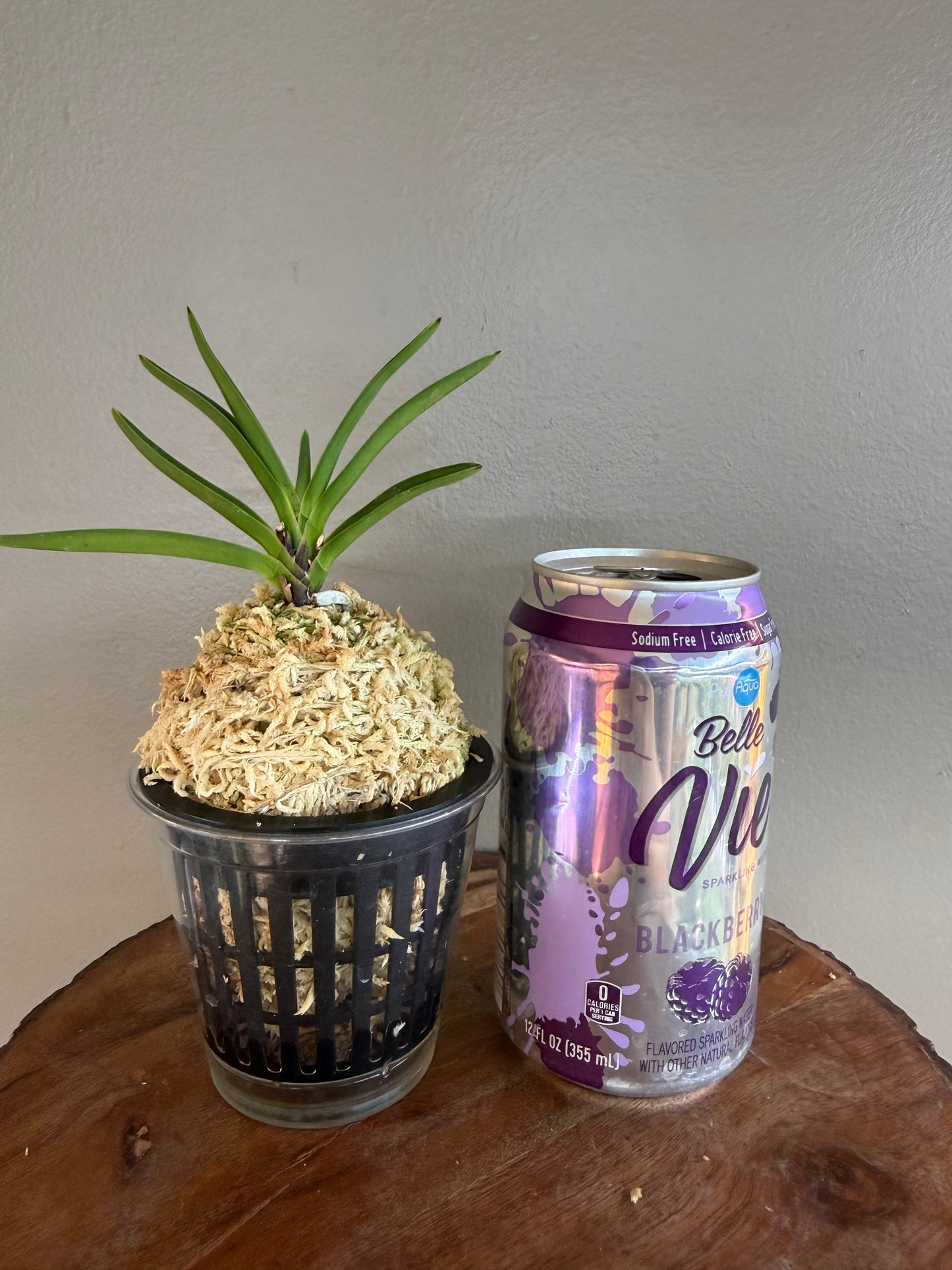 Neofinetia falcata Mangekyo 万華境