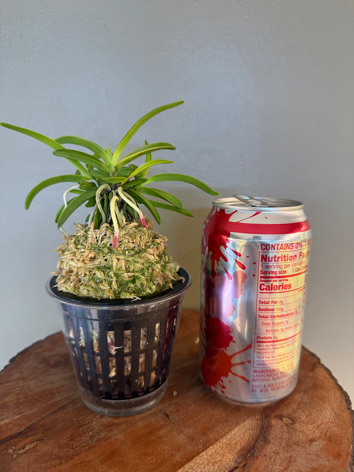 Neofinetia falcata Seoho 瑞虎
