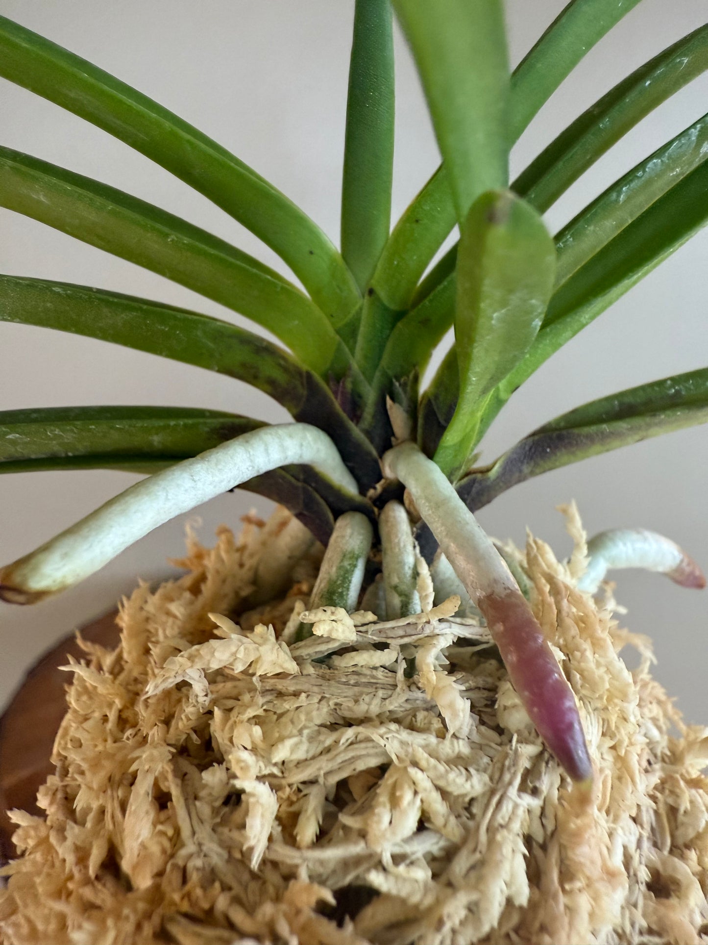 Neofinetia falcata Honghyeon 紅玄