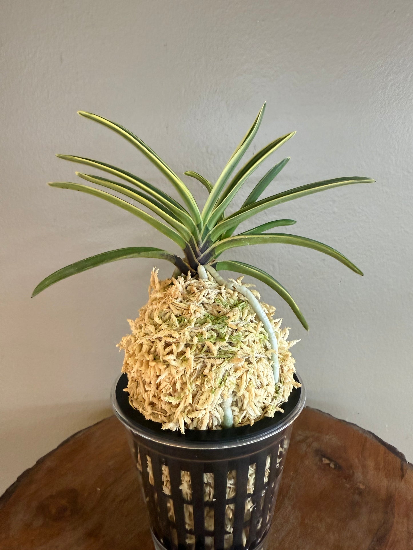 Neofinetia falcata Nishidemiyako 西出都