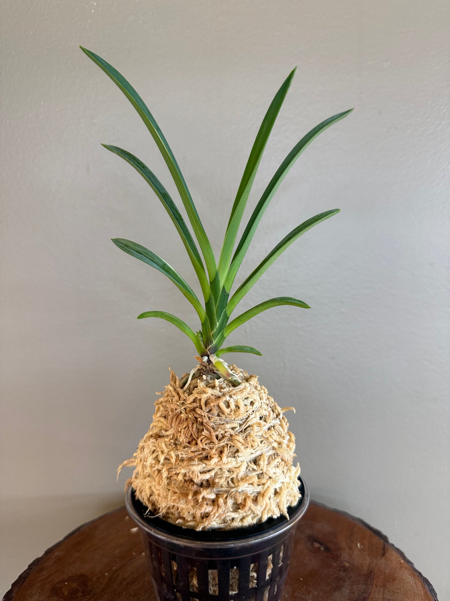 Neofinetia falcata Nishiryonishiki 西凌錦