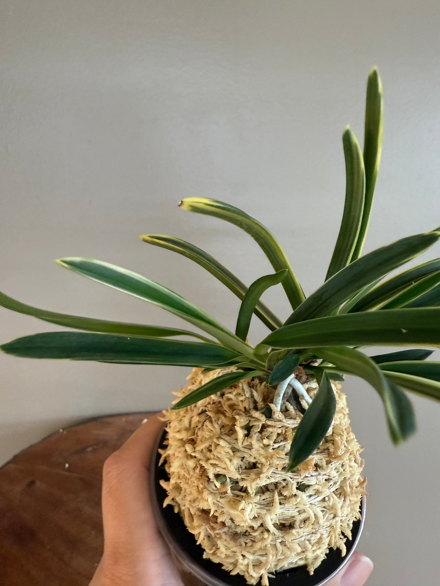 Neofinetia falcata Nishidemiyako 西出都