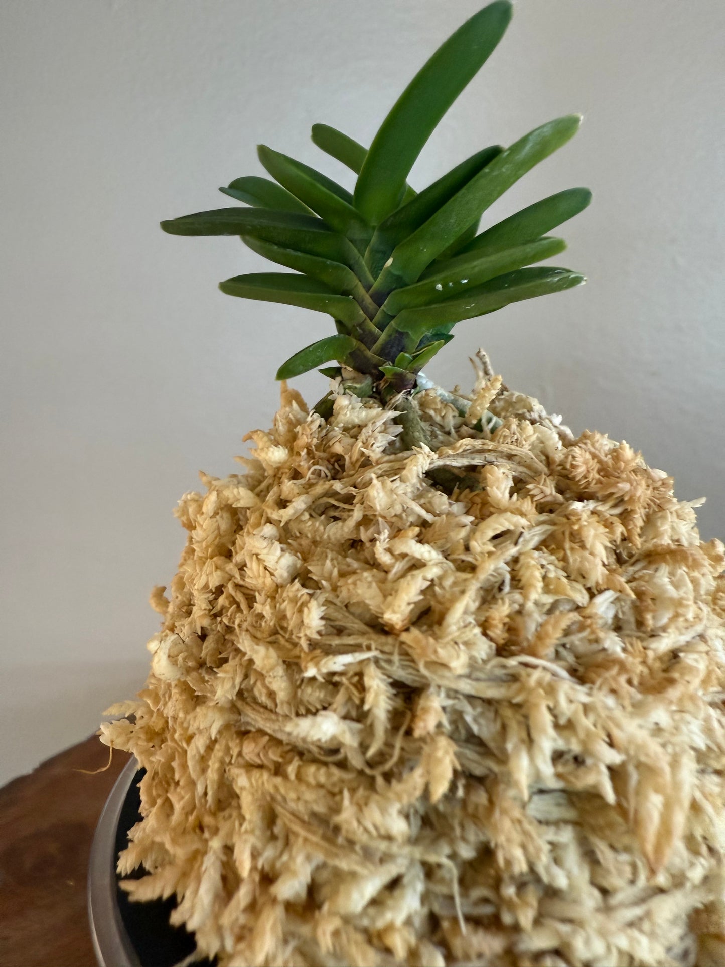 Neofinetia falcata Maizuru 舞鶴