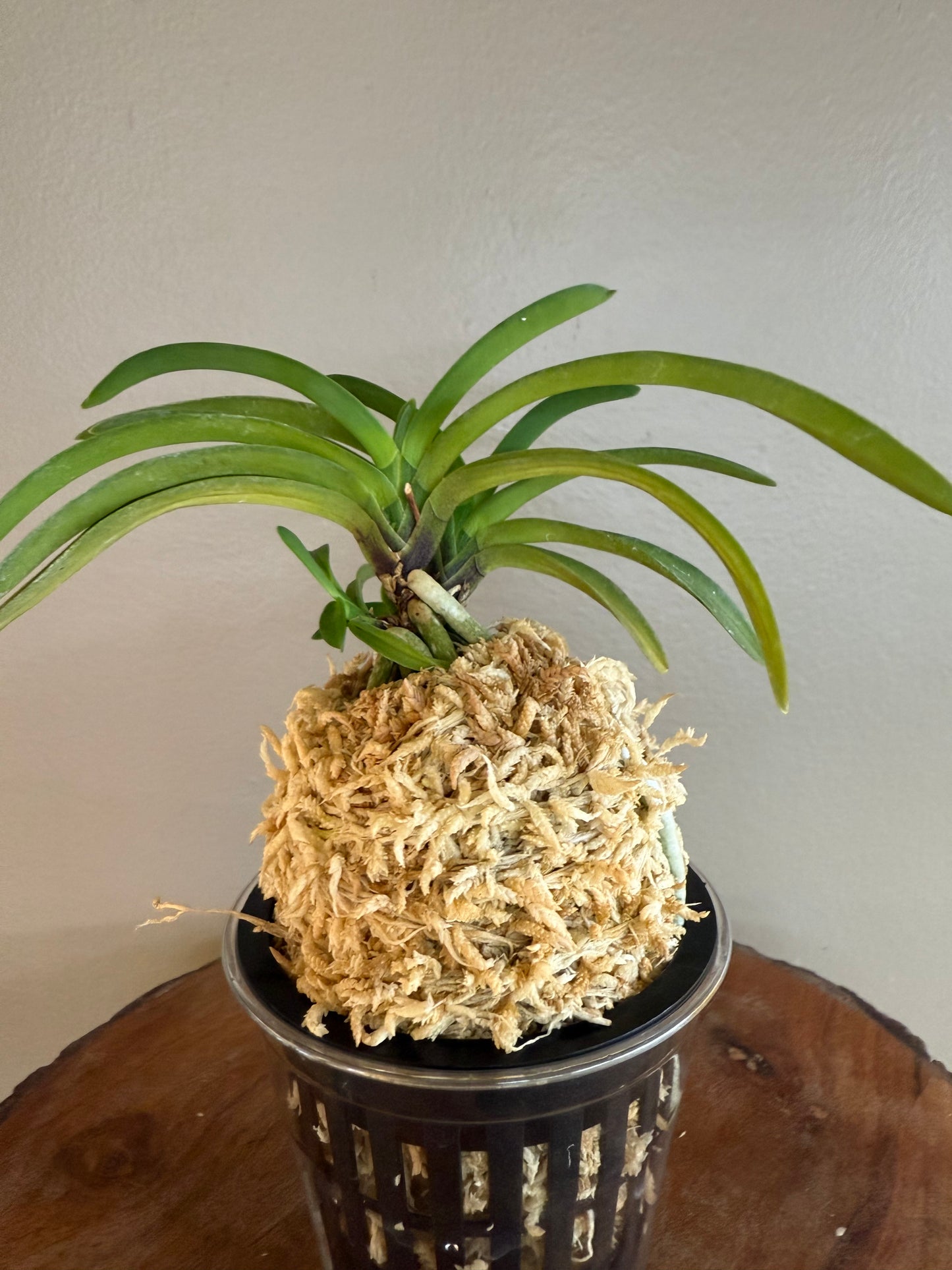Neofinetia falcata Benigkaede 紅楓