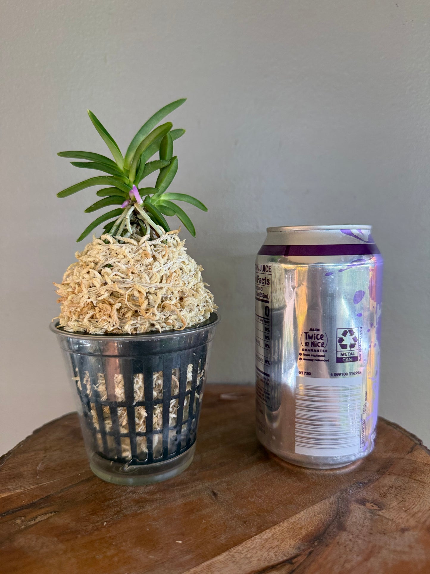 Neofinetia falcata Homeiden 豊明殿