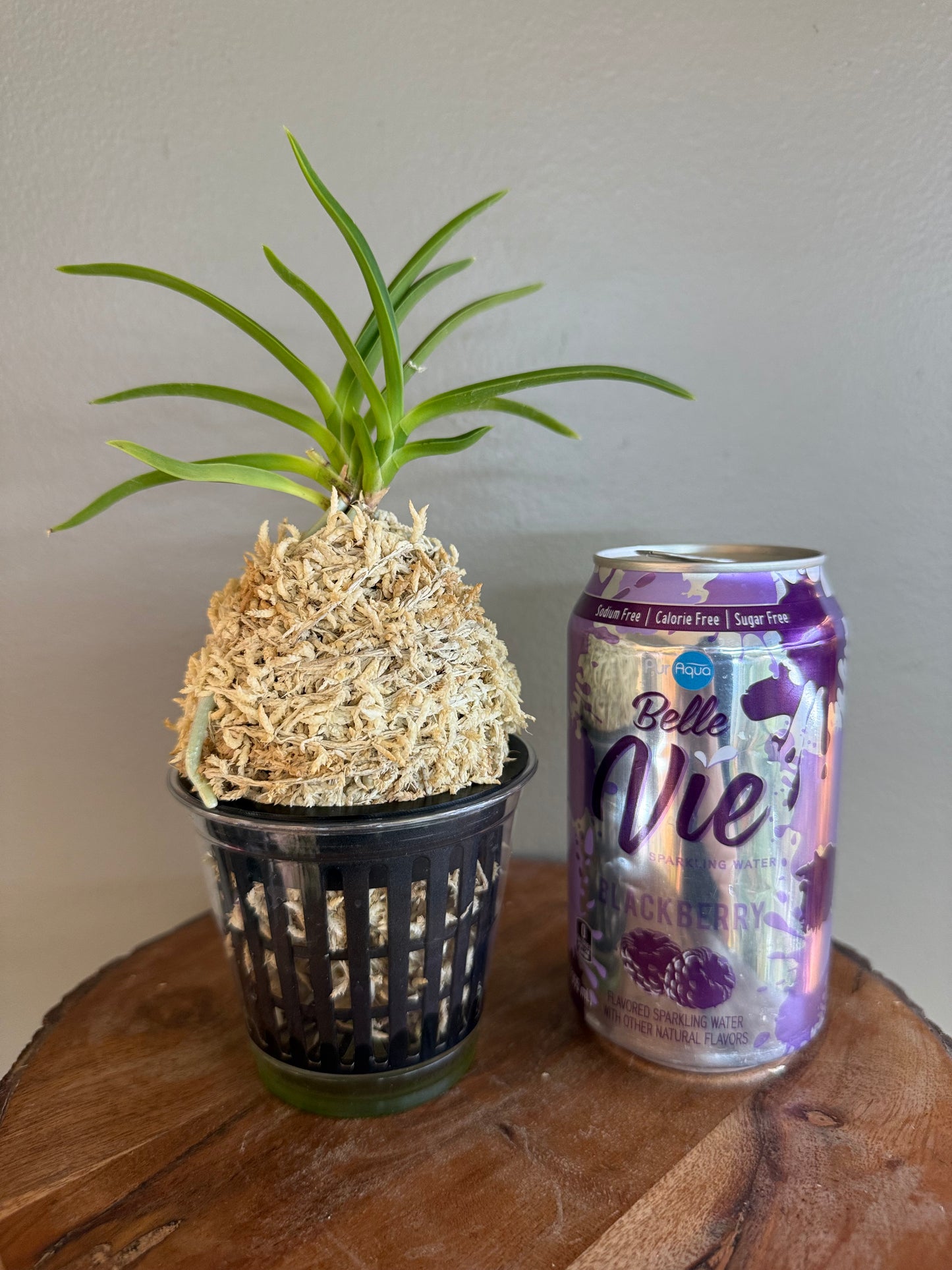 Neofinetia falcata Hwangjiyeon 黃池淵
