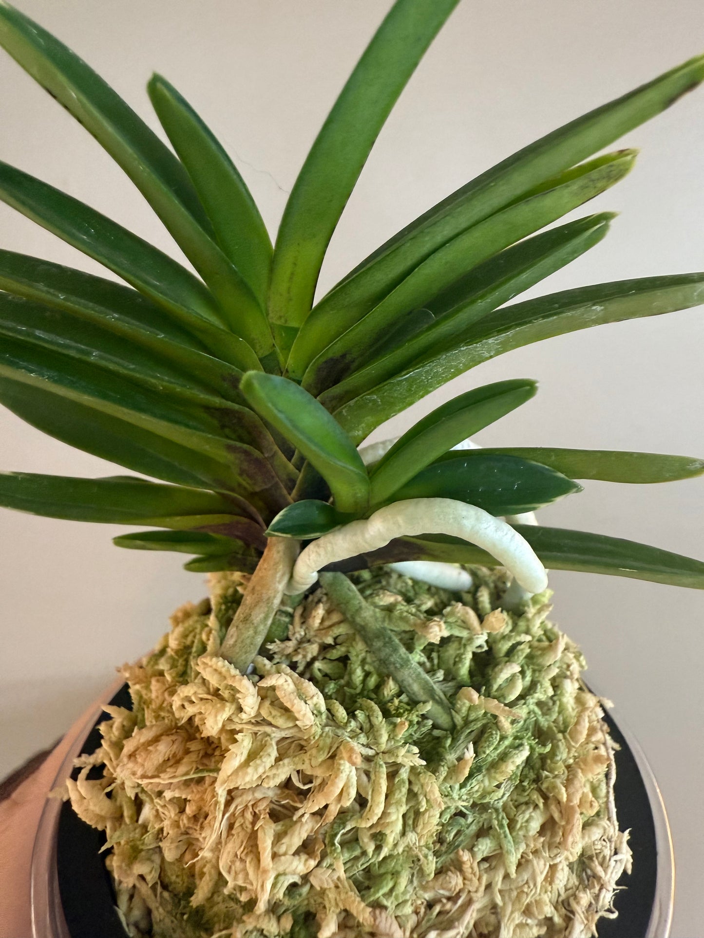 Neofinetia falcata Sekirei 鶺鴒