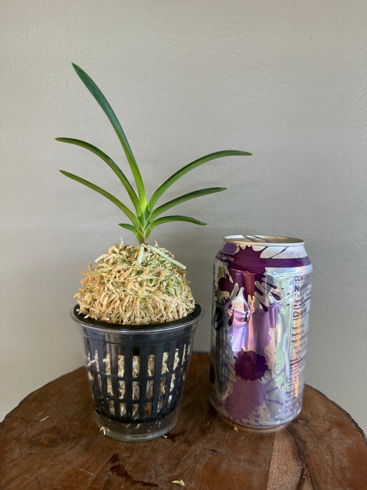 Neofinetia falcata Hakutenko 白天晃