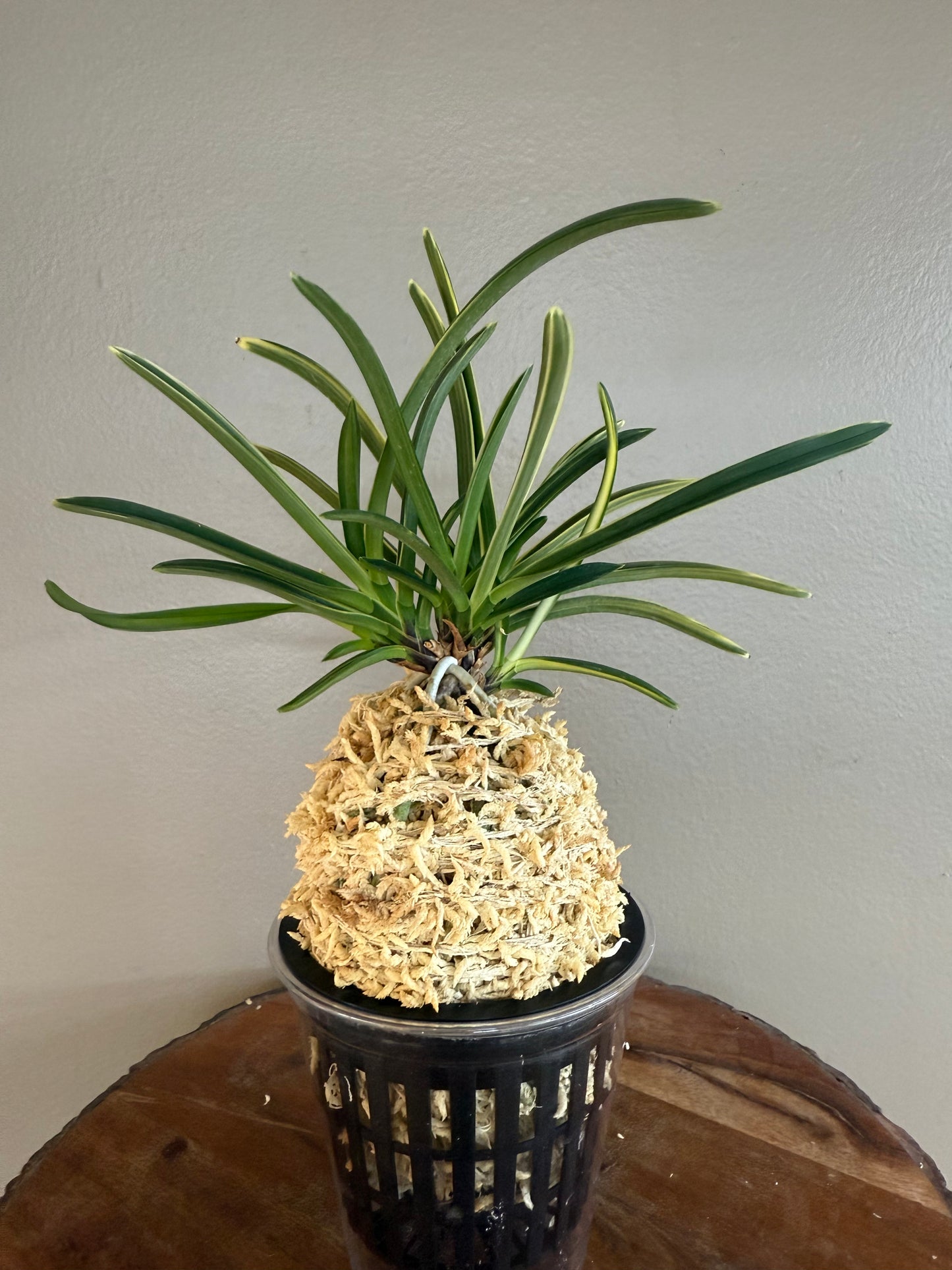 Neofinetia falcata Nishidemiyako 西出都