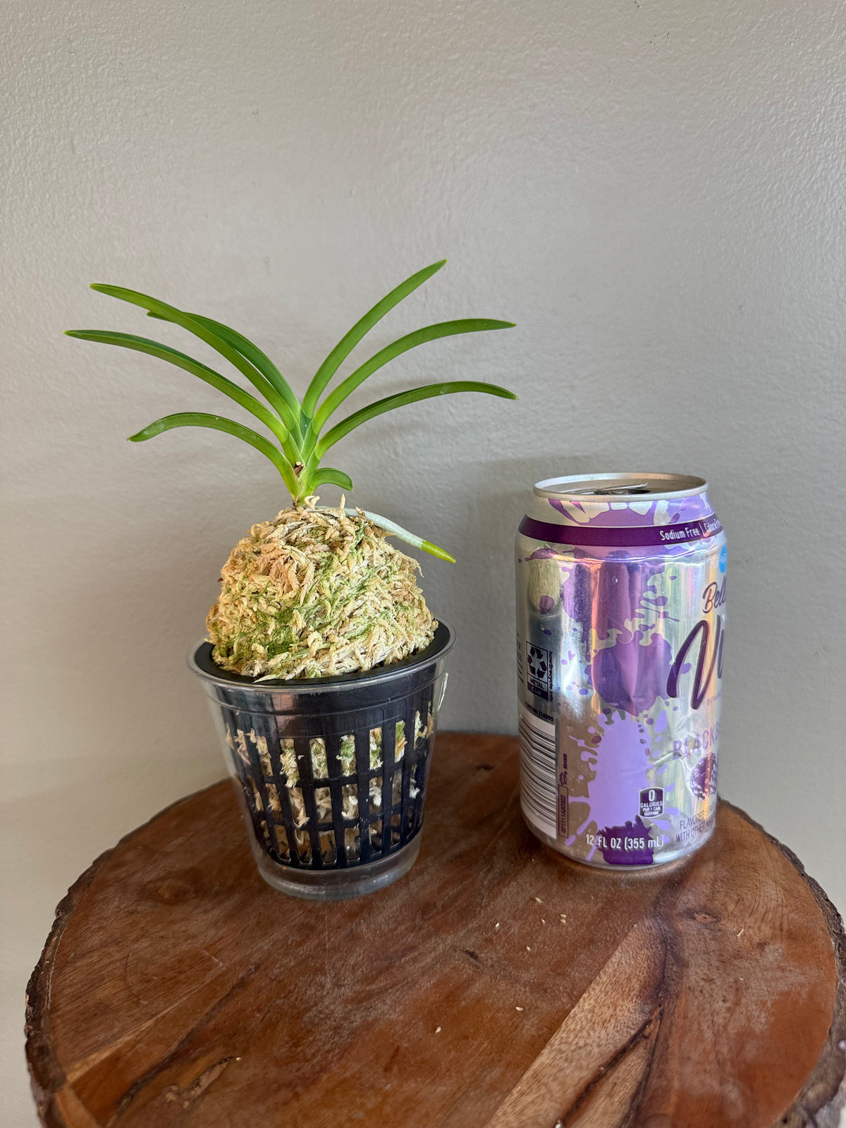 Neofinetia falcata Sansuiden 三翠殿/(jp )Midori senju 緑千壽