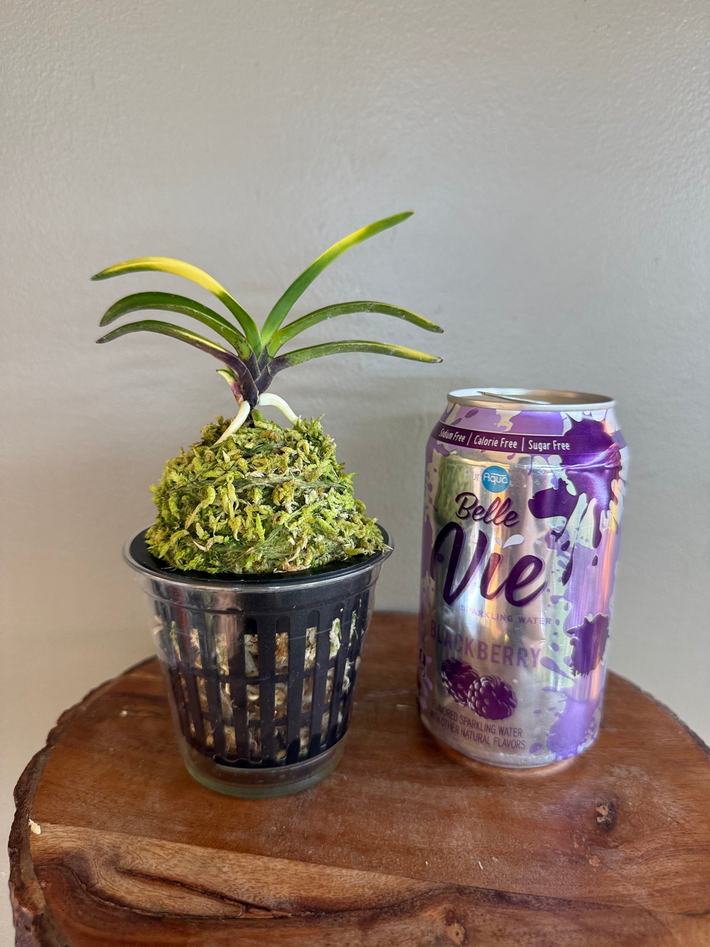 Neofinetia falcata Nishikiori 錦織